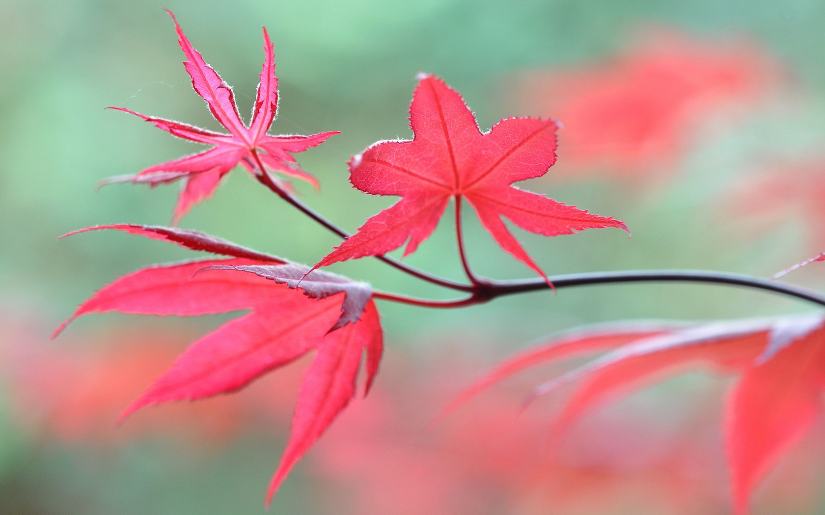 Обои ветка, природа, листья, макро, осень, размытость, branch, nature, leaves, macro, autumn, blur разрешение 2048x1360 Загрузить