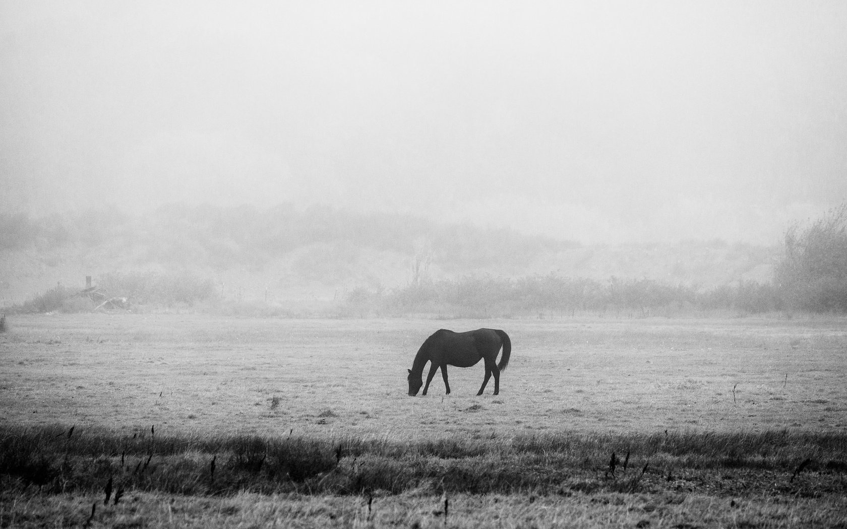 Обои лошадь, утро, чёрно-белое, мерзлота, черно- белый, horse, morning, black and white, permafrost разрешение 2048x1152 Загрузить