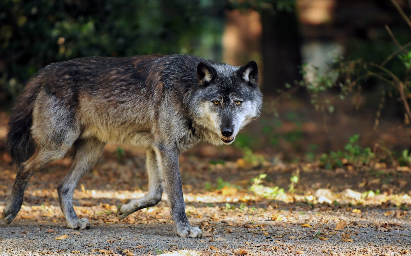 Обои морда, лапы, взгляд, осень, хищник, волк, face, paws, look, autumn, predator, wolf разрешение 4288x2848 Загрузить