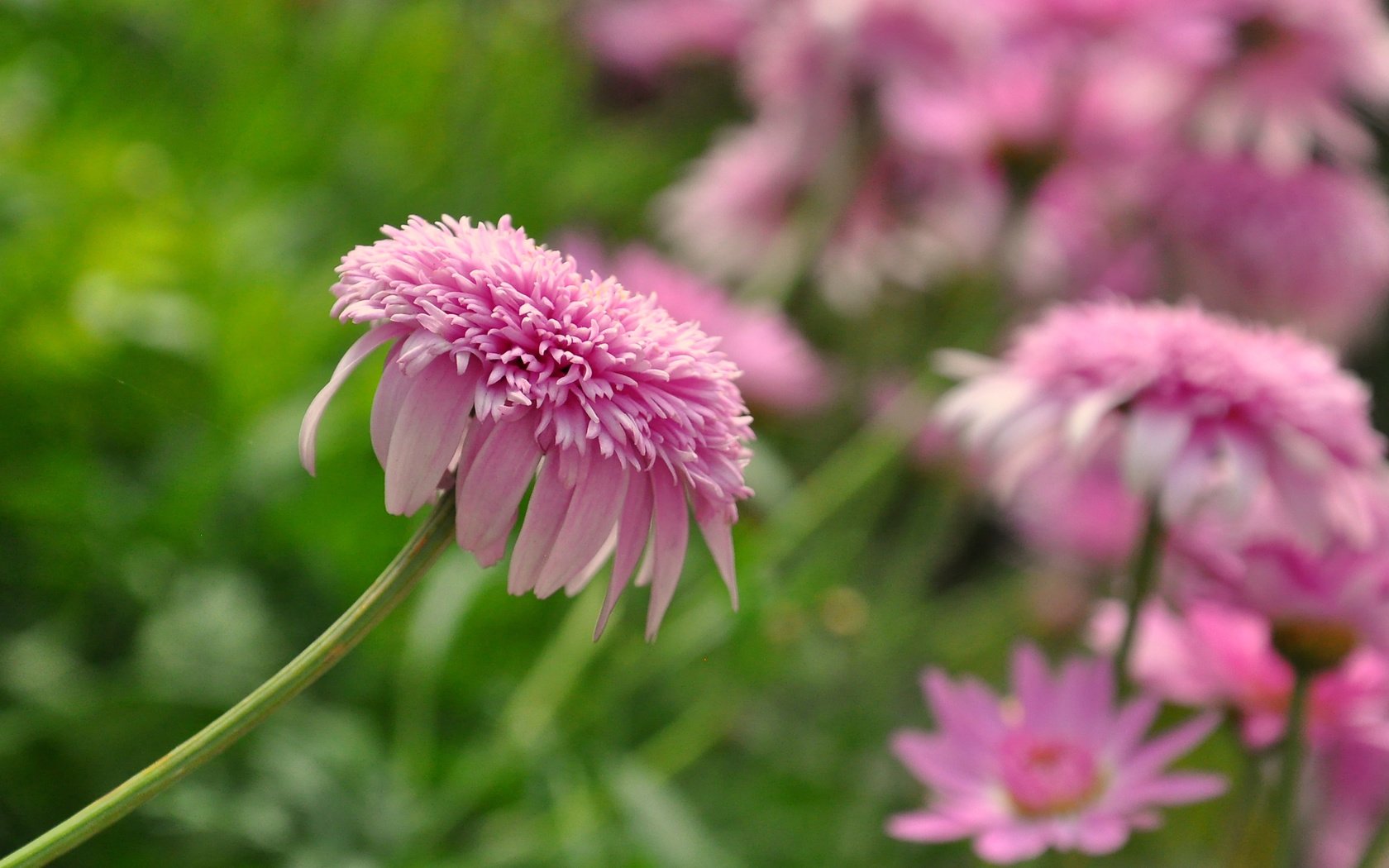 Обои цветы, зелень, боке, flowers, greens, bokeh разрешение 2831x1881 Загрузить