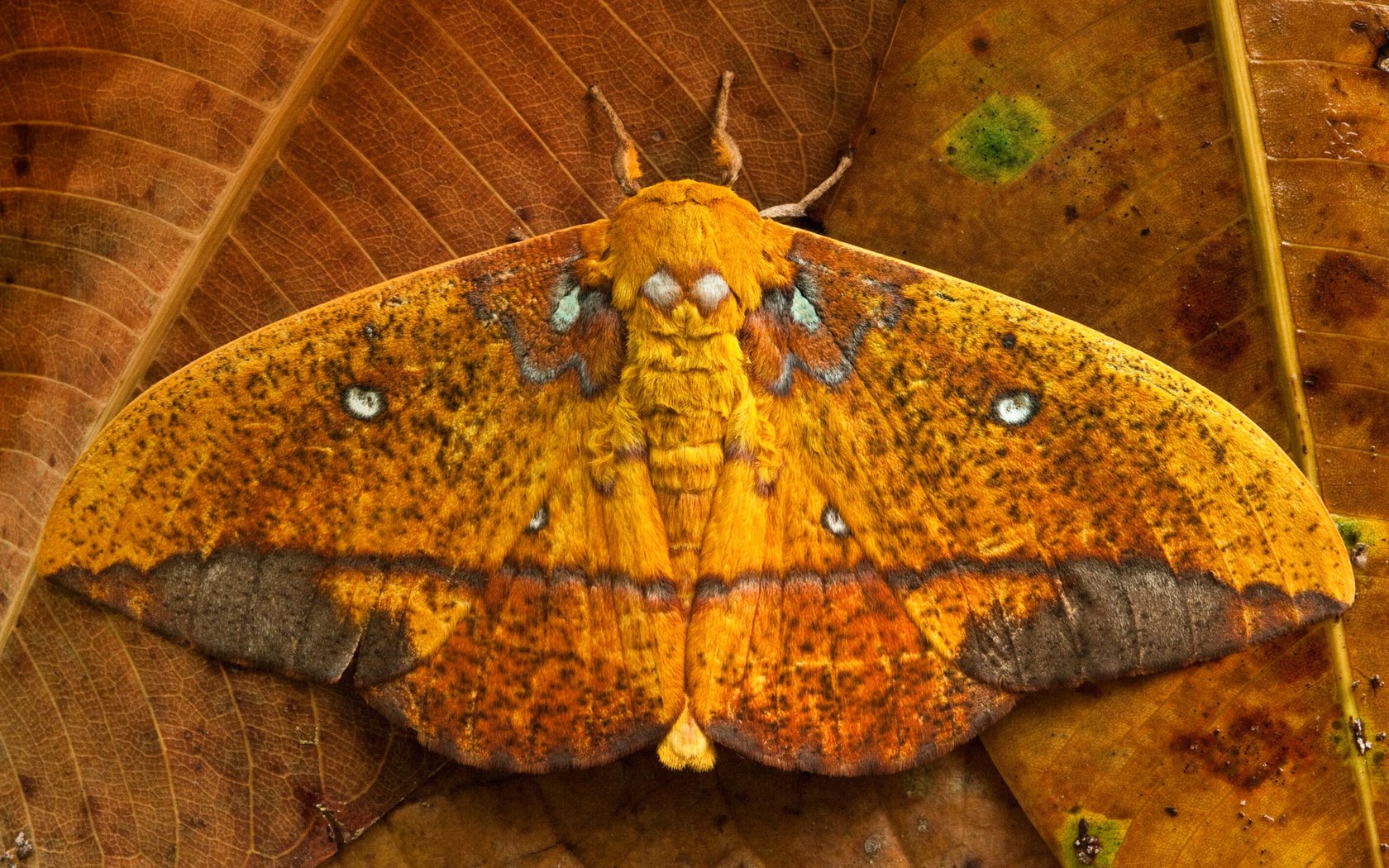 Обои листья, бабочка, крылья, saturniid moth, yasuni national park, эквадор, leaves, butterfly, wings, ecuador разрешение 1920x1200 Загрузить