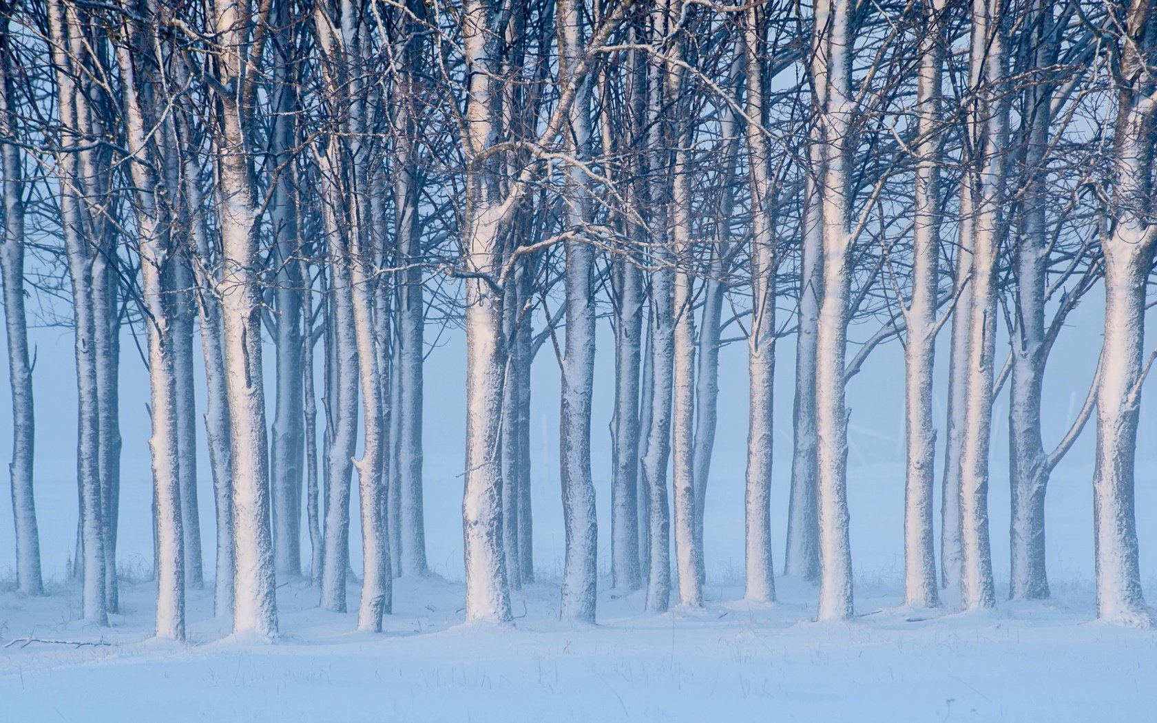 Обои деревья, снег, зима, швеция, швеции, готланд, trees, snow, winter, sweden, gotland разрешение 4256x2621 Загрузить