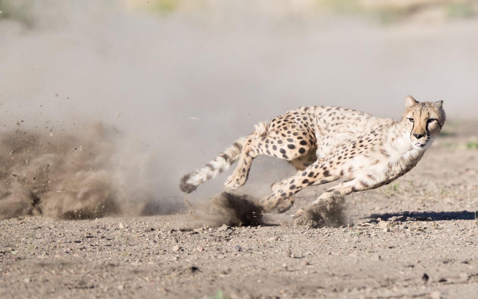 Обои кошка, бег, гепард, cat, running, cheetah разрешение 1920x1080 Загрузить