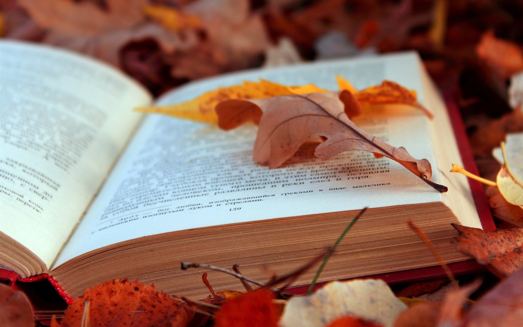 Обои листья, осень, текст, книга, страницы, leaves, autumn, text, book, page разрешение 4608x3072 Загрузить