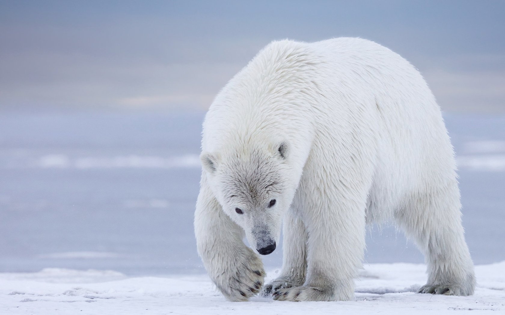 Обои природа, фон, полярный медведь, медведь, белый, белый медведь, nature, background, polar bear, bear, white разрешение 2047x1244 Загрузить