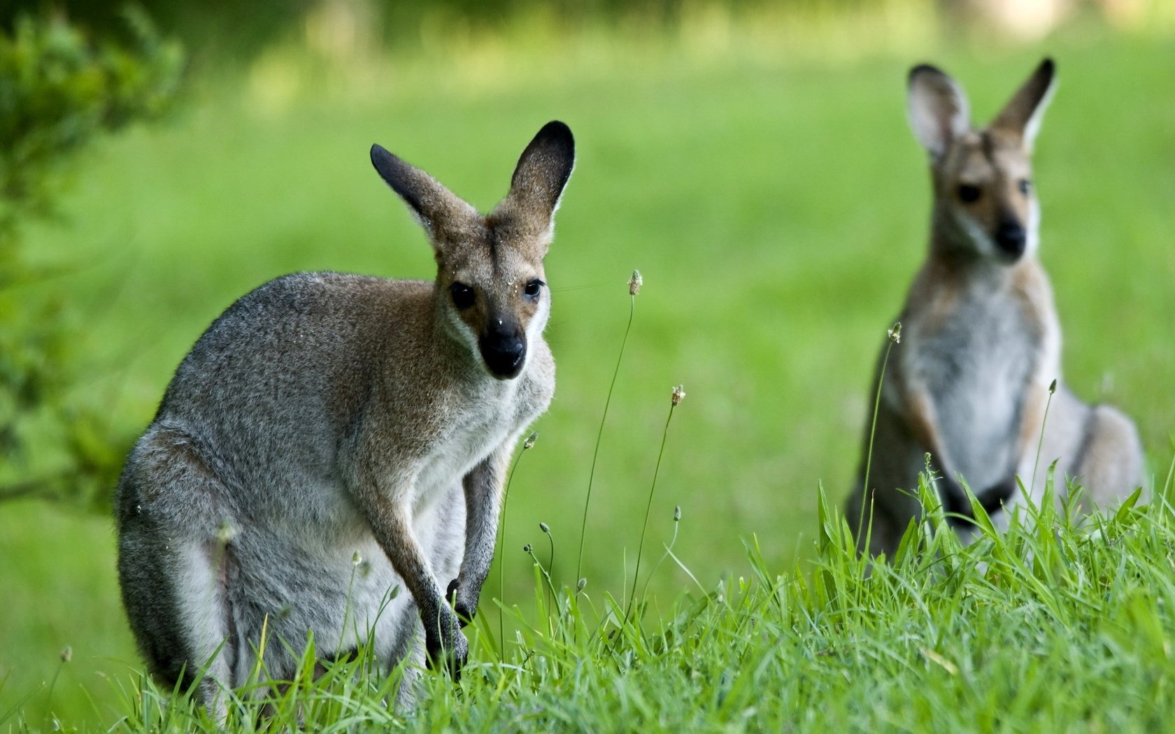 Обои природа, фон, кенгуру, nature, background, kangaroo разрешение 2048x1371 Загрузить