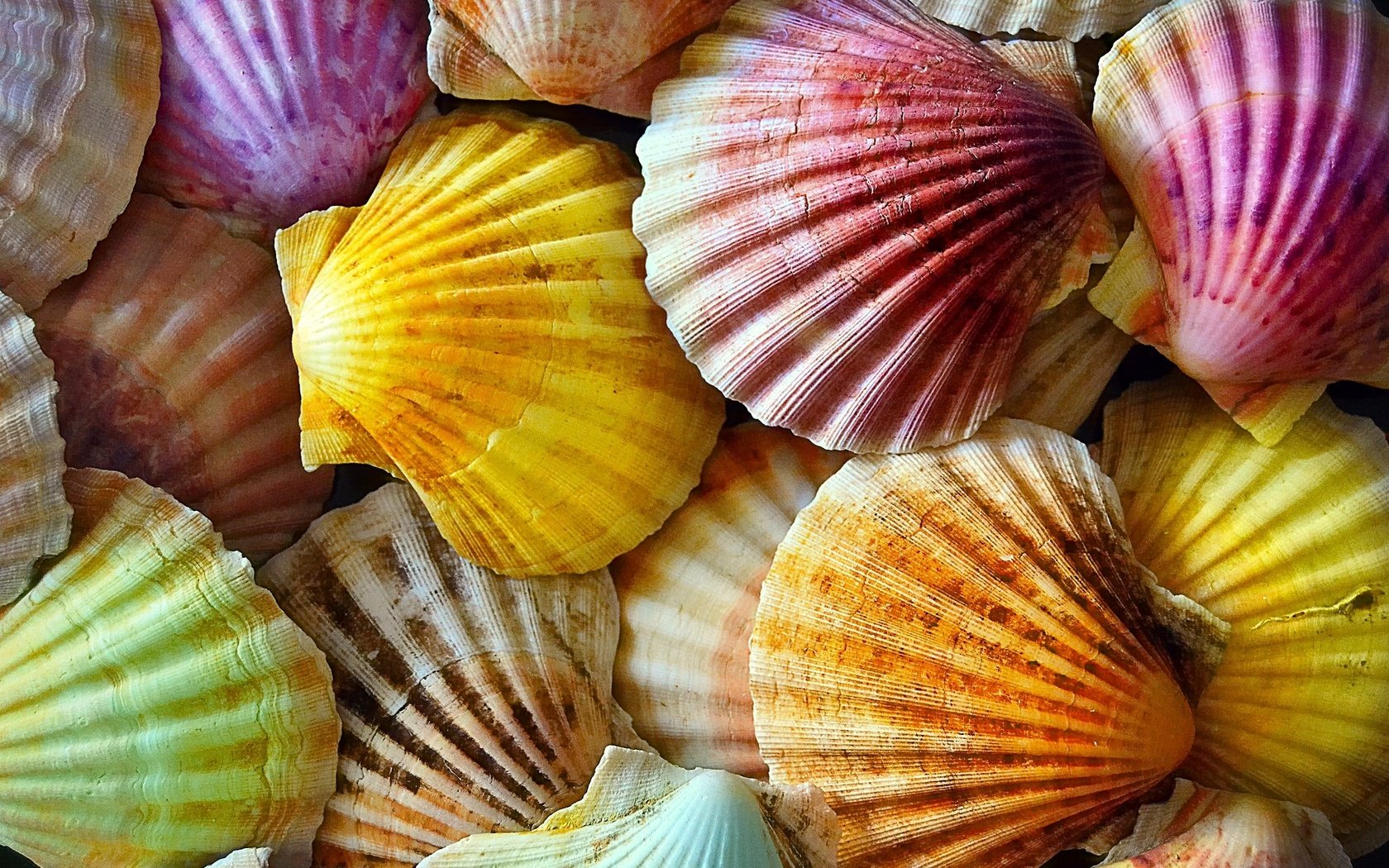 Обои текстура, фон, ракушки, разоцветные, texture, background, shell, razivaetsya разрешение 2048x1365 Загрузить