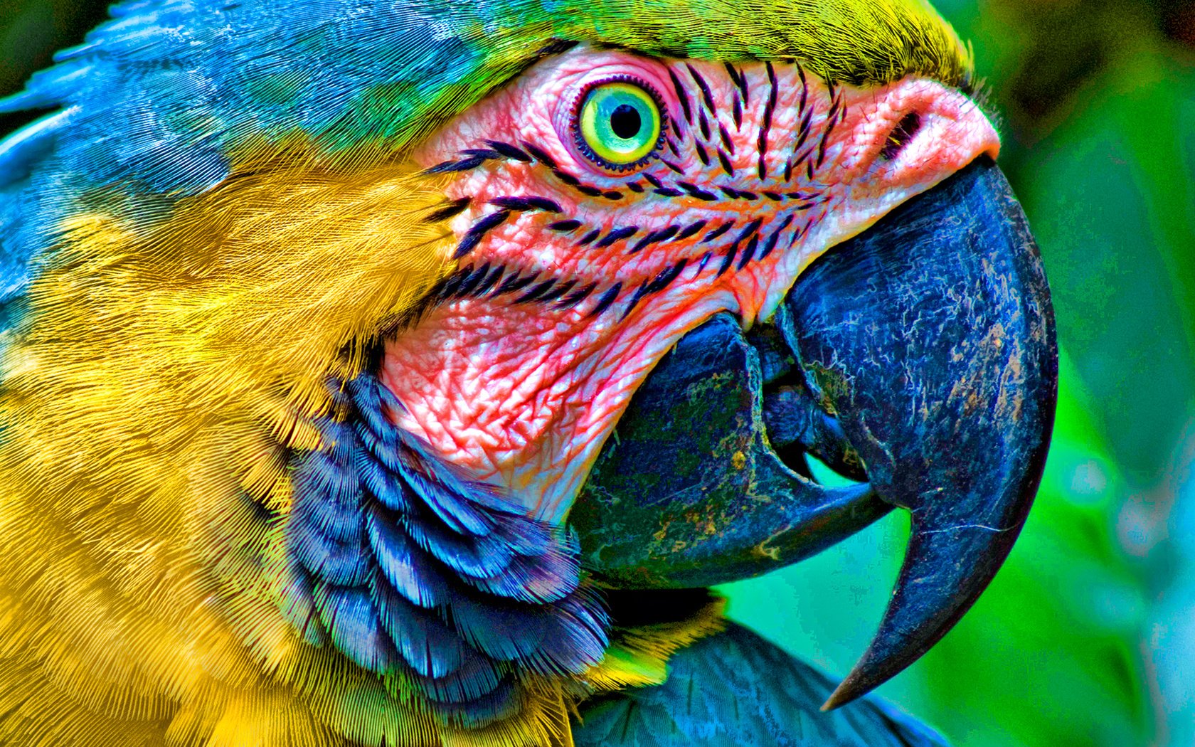 Обои глаза, цвет, птица, клюв, перья, попугай, ара, голова, eyes, color, bird, beak, feathers, parrot, ara, head разрешение 1920x1080 Загрузить