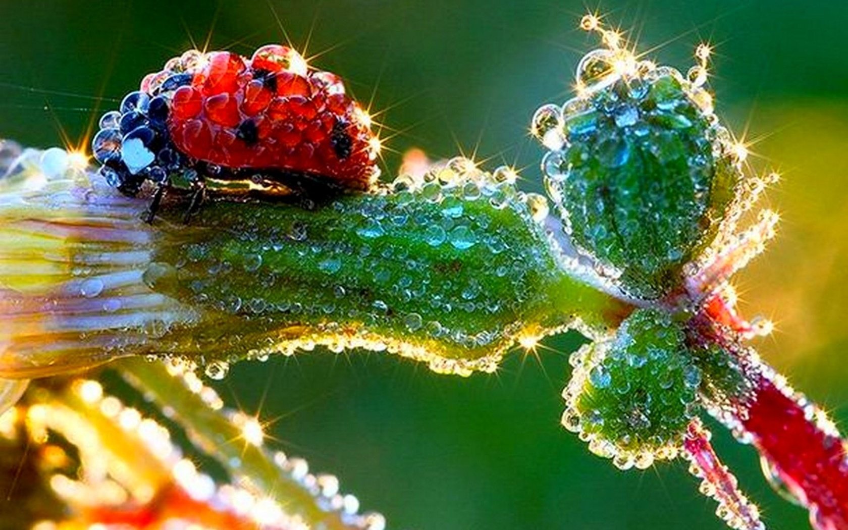 Обои божья коровка, капельки росы, ladybug, drops of dew разрешение 1920x1200 Загрузить