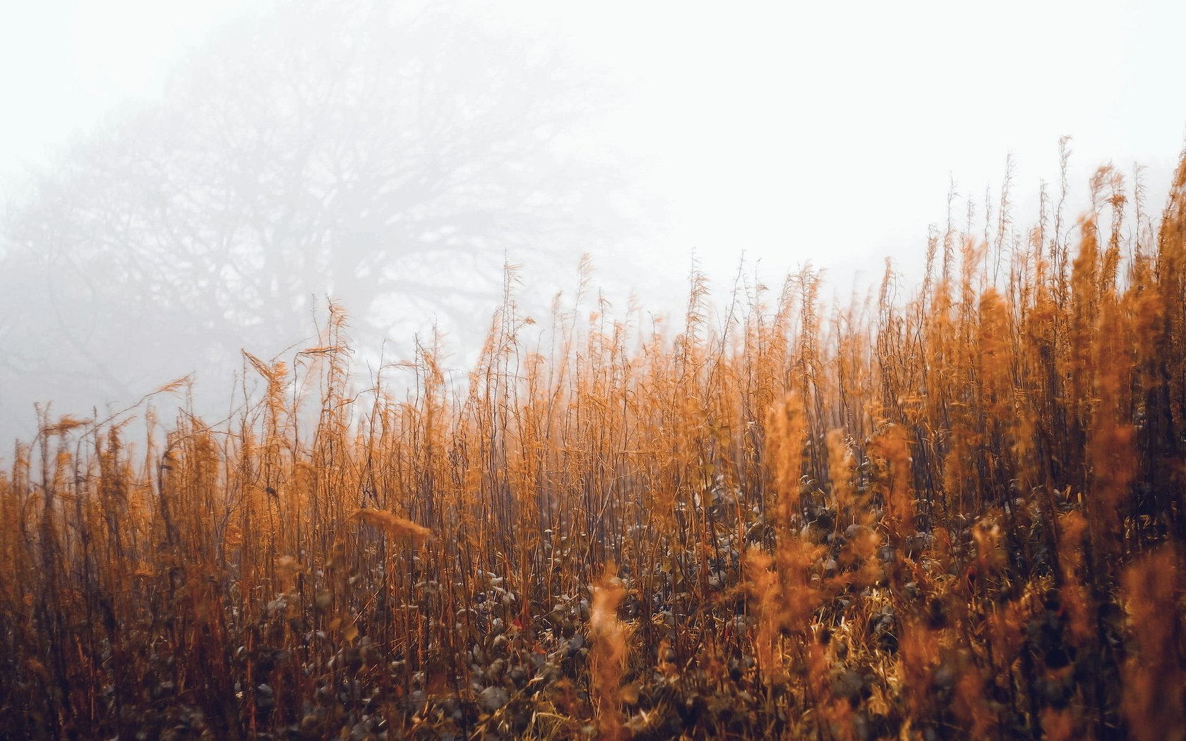 Обои трава, туман, осень, grass, fog, autumn разрешение 2048x1353 Загрузить