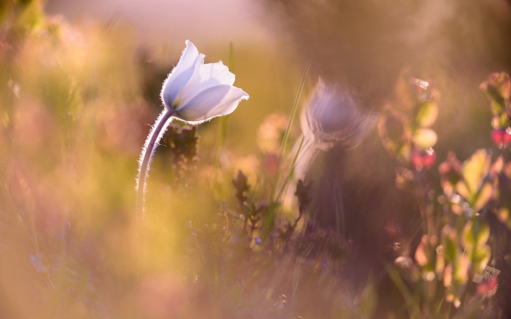 Обои природа, цветок, стебель, анемона, anémone alpine, nature, flower, stem, anemone разрешение 2598x1622 Загрузить