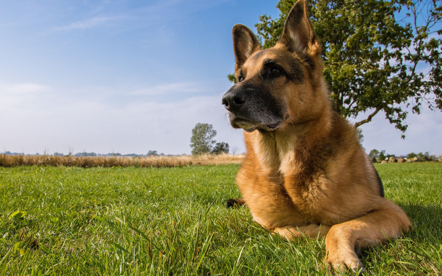 Обои собака, луг, немецкая овчарка, овчарка, dog, meadow, german shepherd, shepherd разрешение 2048x1347 Загрузить