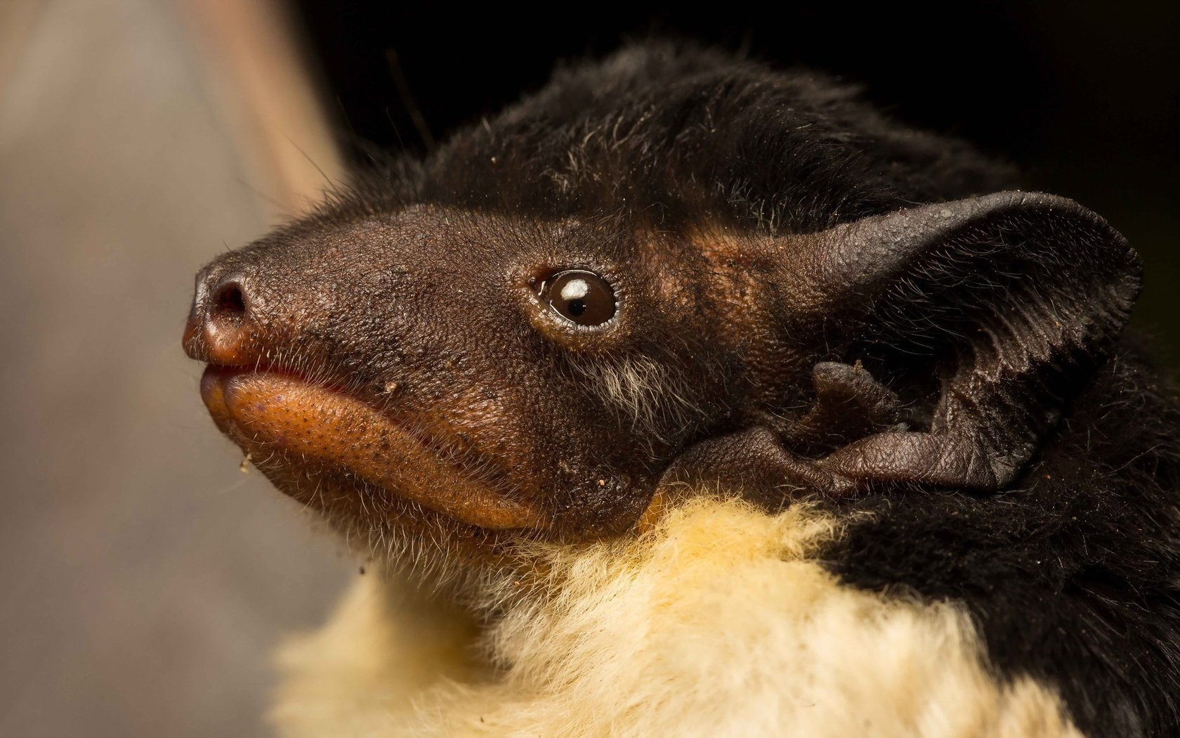 Обои австралия, летучая мышь, saccolaimus flaviventris, australia, bat разрешение 2047x1177 Загрузить