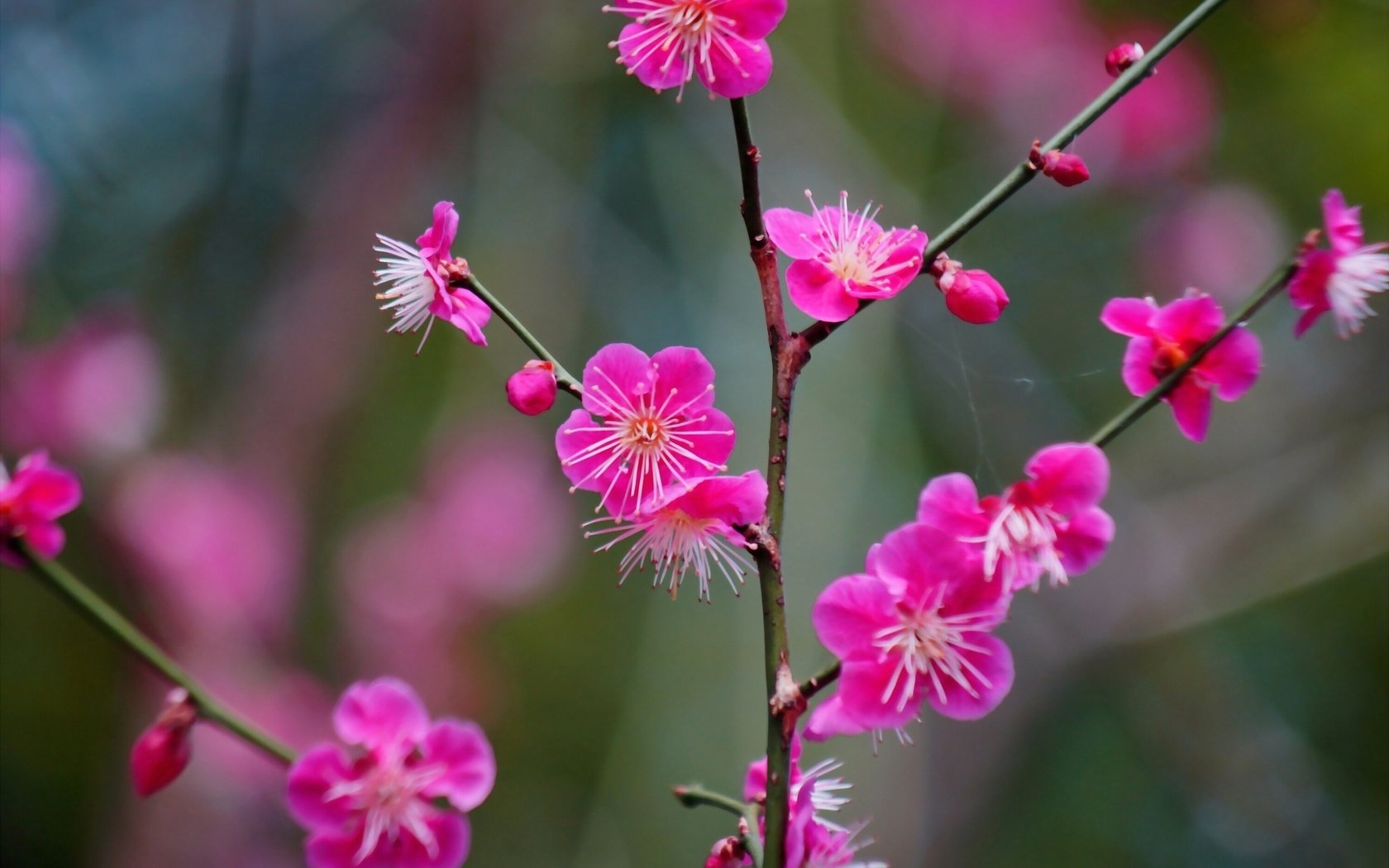 Обои ветка, цветение, цветки, абрикос японский, branch, flowering, flowers, apricot japanese разрешение 2560x1707 Загрузить