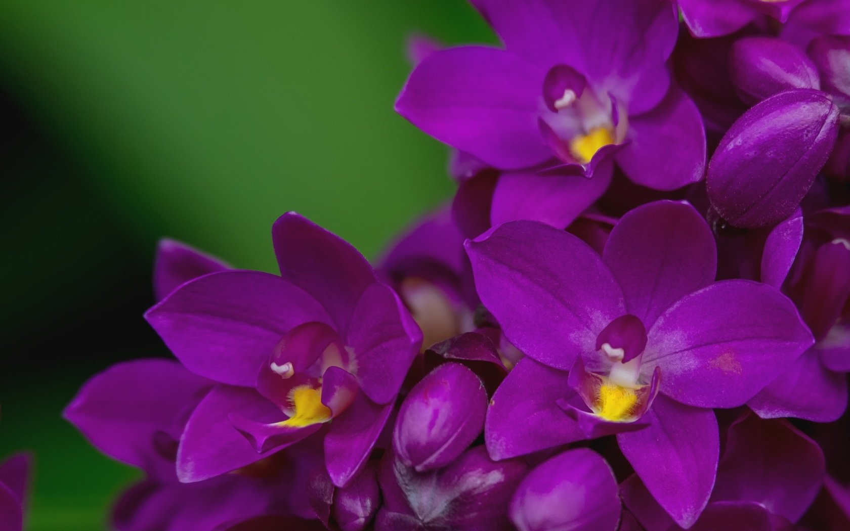 Обои макро, лепестки, лиловый, орхидея, macro, petals, purple, orchid разрешение 2000x1356 Загрузить