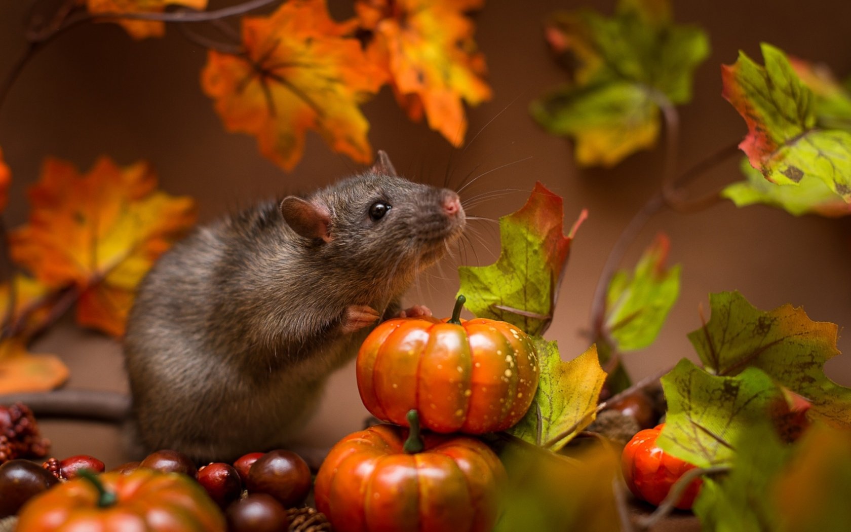 Обои мышь, зверек, тыквы, крыса, mouse, animal, pumpkin, rat разрешение 1920x1168 Загрузить