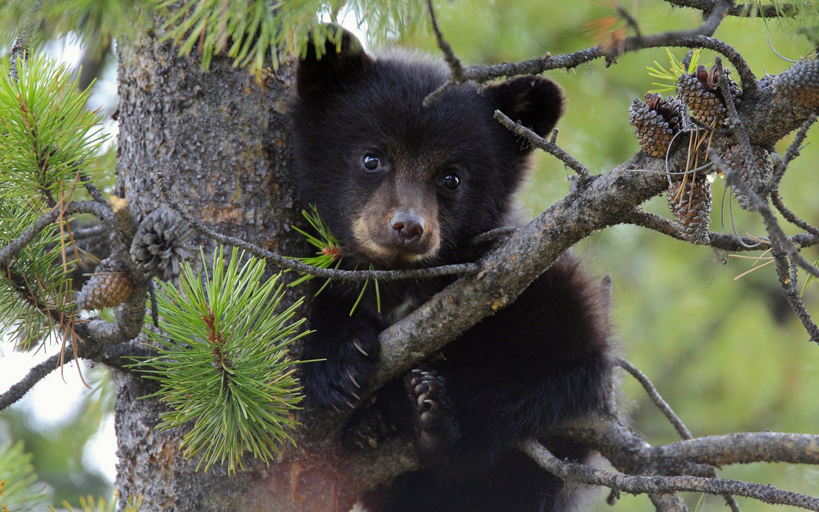 Обои дерево, ветки, медведь, медвежонок, tree, branches, bear разрешение 1920x1200 Загрузить