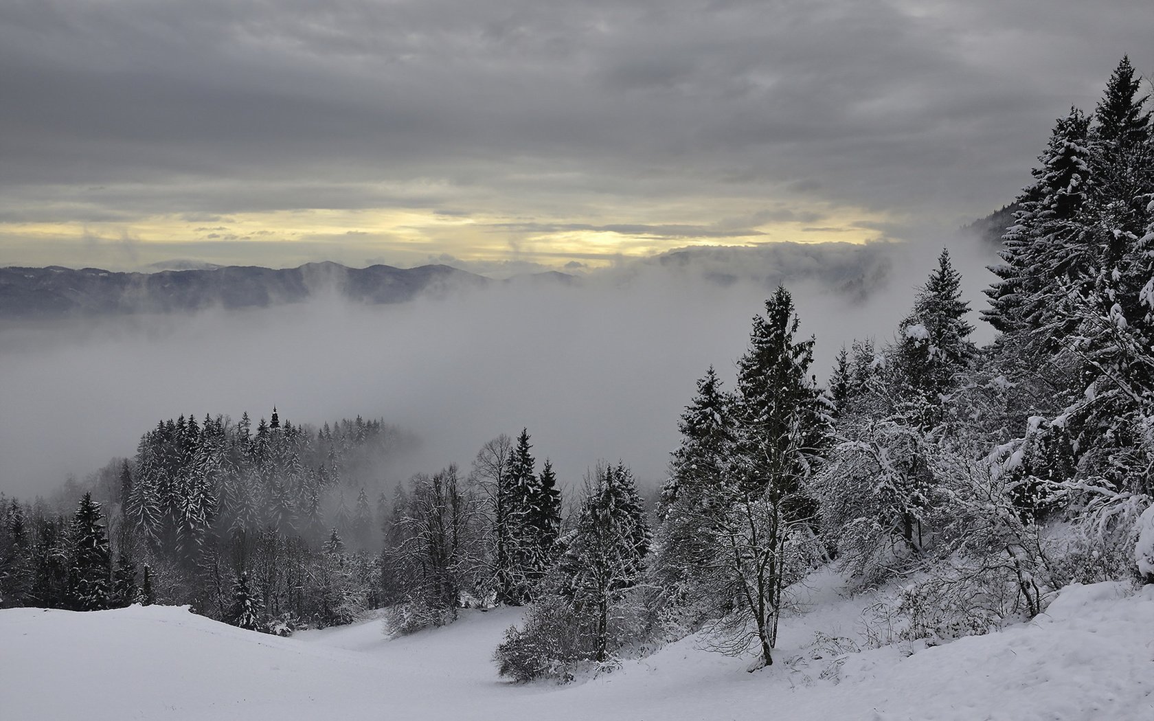Снежный лес в тумане