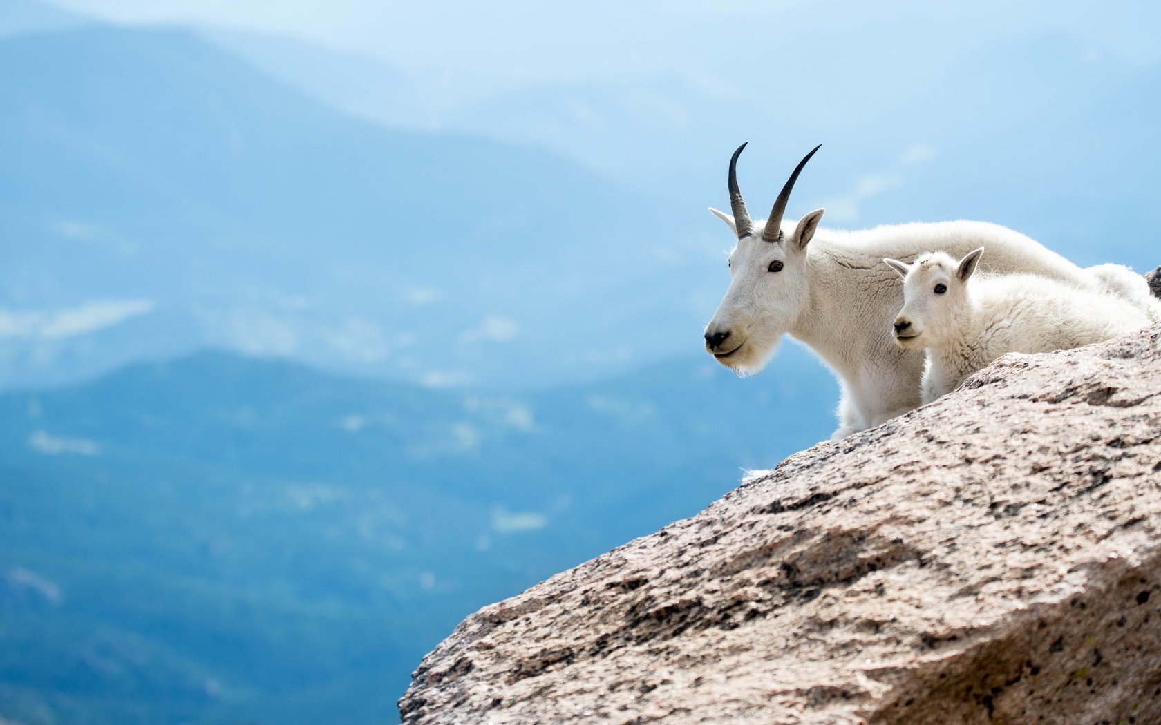 Обои горы, снежная коза, животные, горная коза, коза, белые, козленок, козы, парнокопытные, горные козы, мать и дитя, mother and child, mountains, animals, goat, white, goats, artiodactyls, mountain goat разрешение 2048x1152 Загрузить