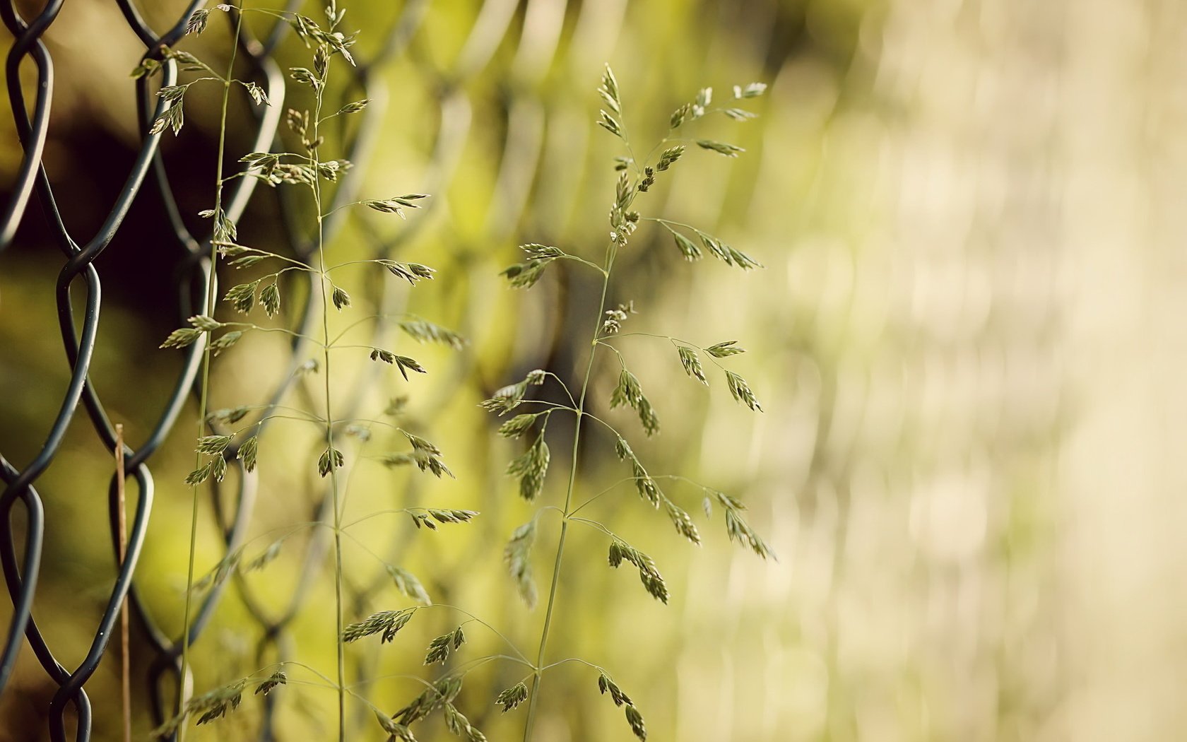 Обои трава, природа, забор, сетка, колоски, боке, grass, nature, the fence, mesh, spikelets, bokeh разрешение 2048x1361 Загрузить