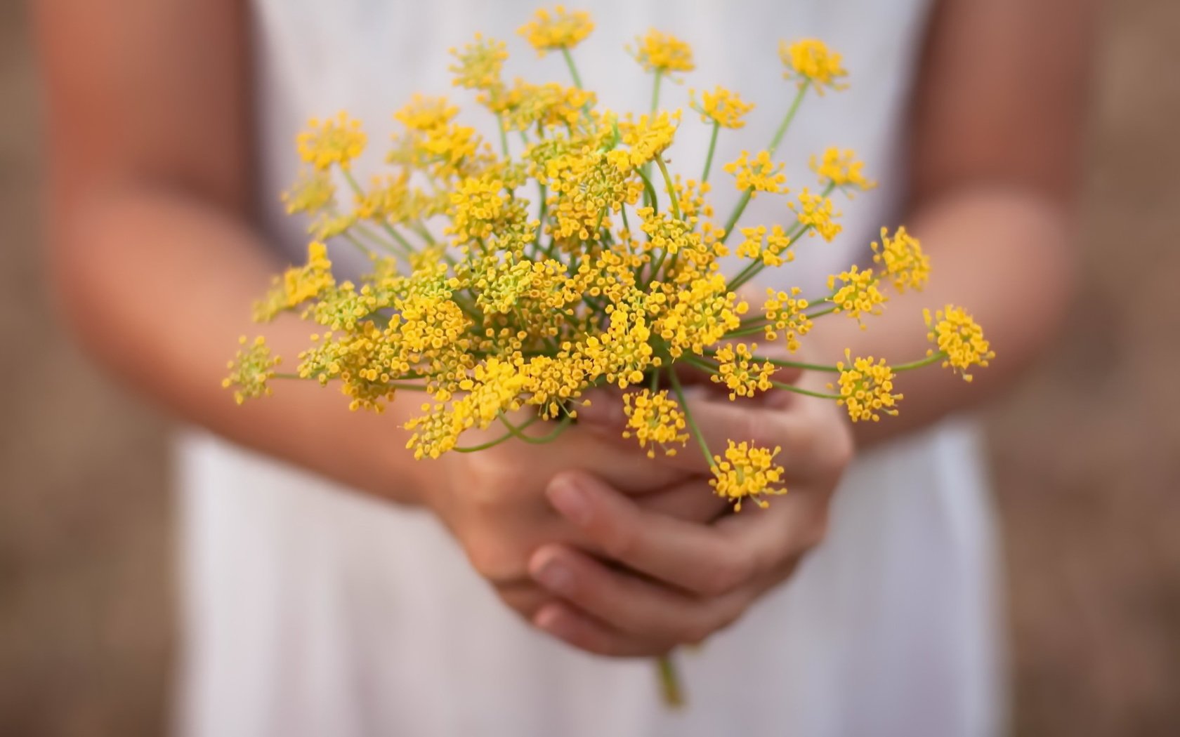 Обои цветы, лето, руки, flowers, summer, hands разрешение 1920x1280 Загрузить