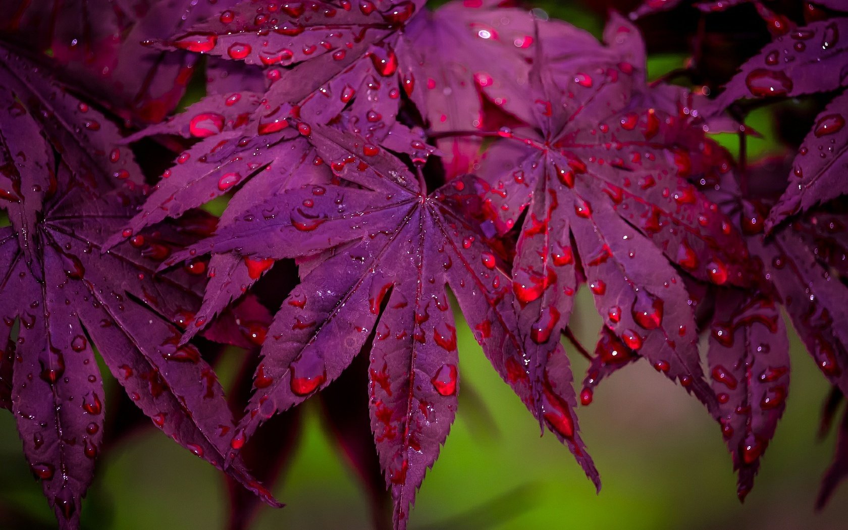 Обои листья, макро, капли, клен,  листья, leaves, macro, drops, maple разрешение 1920x1204 Загрузить