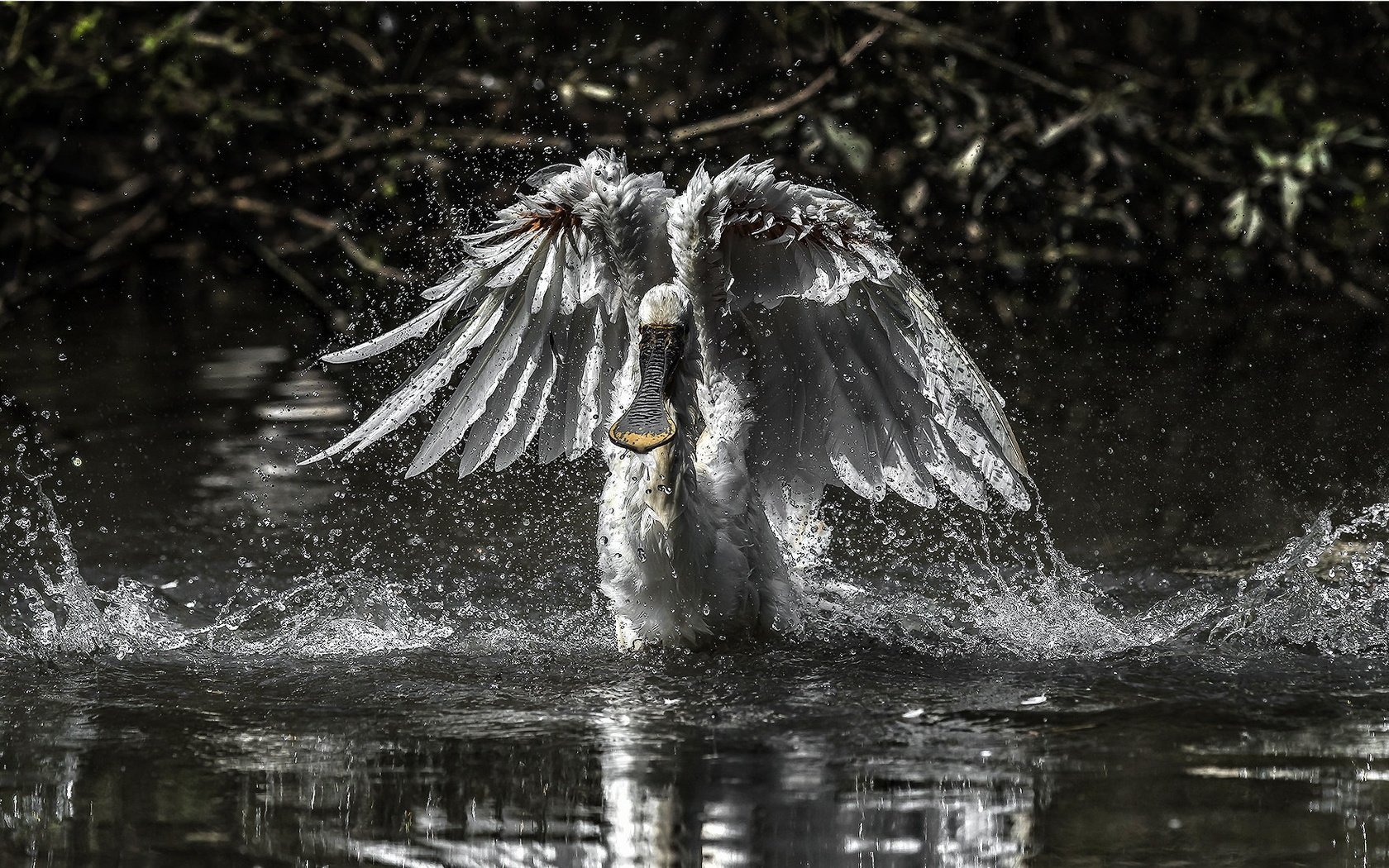 Обои вода, чёрно-белое, крылья, птица, колпица, water, black and white, wings, bird, spoonbill разрешение 2047x1100 Загрузить