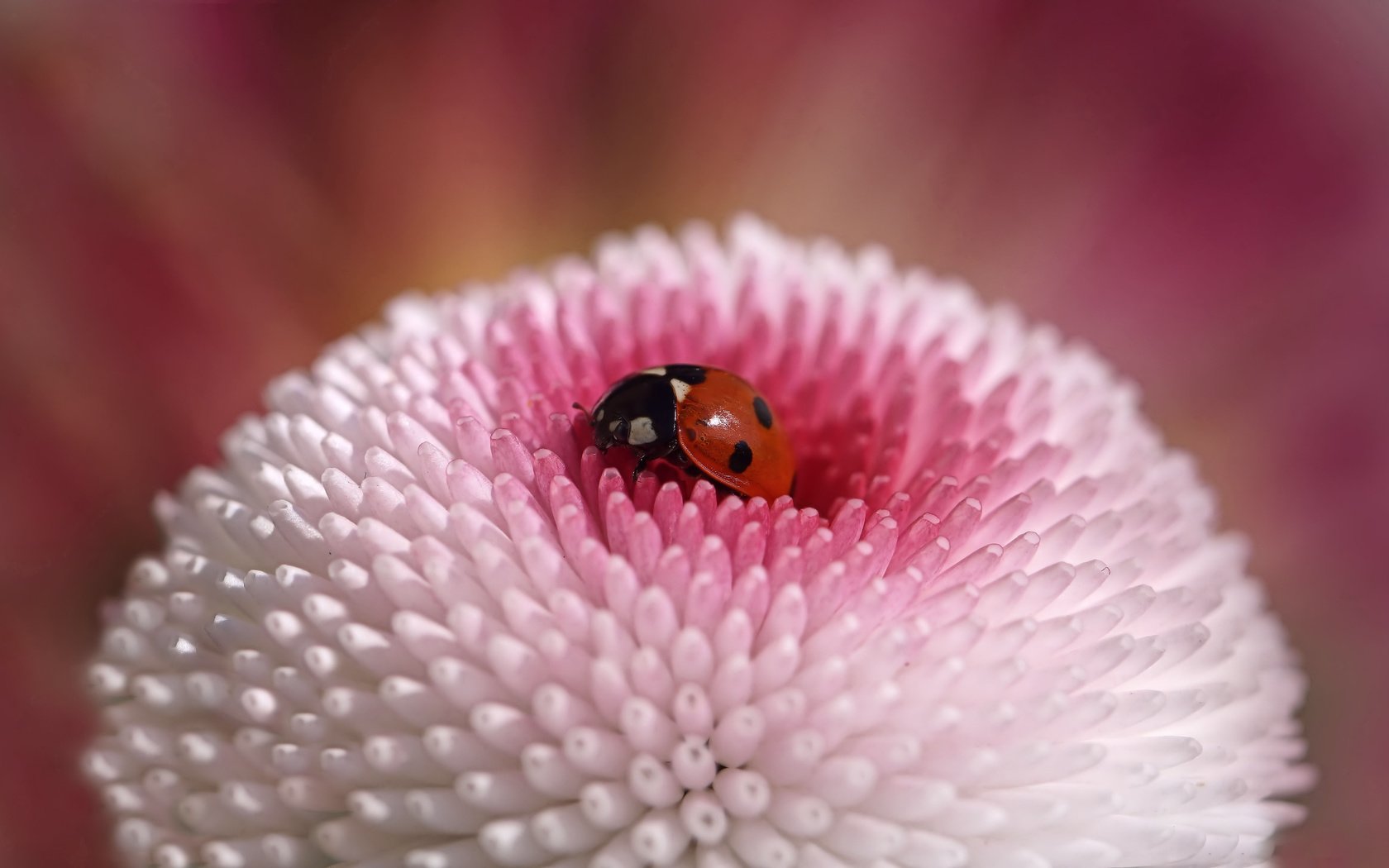 Обои жук, макро, насекомое, цветок, божья коровка, beetle, macro, insect, flower, ladybug разрешение 5456x3064 Загрузить