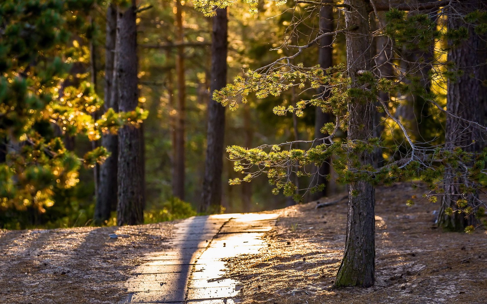 Обои свет, деревья, солнце, лес, парк, тропинка, сосны, light, trees, the sun, forest, park, path, pine разрешение 1920x1280 Загрузить