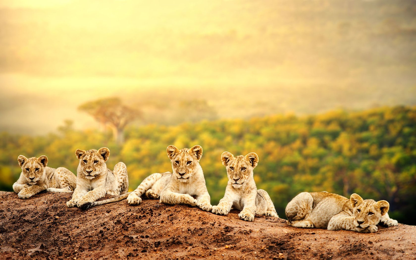 Обои львы, львята, хищники, большие кошки, lions, the cubs, predators, big cats разрешение 1920x1200 Загрузить