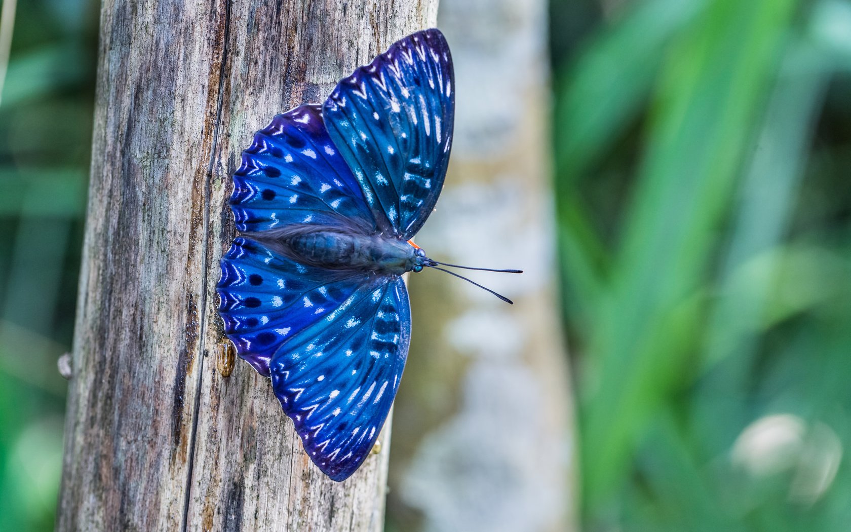 Обои природа, дерево, макро, насекомое, бабочка, синяя, dichorragia nesimachus, nature, tree, macro, insect, butterfly, blue разрешение 2048x1365 Загрузить