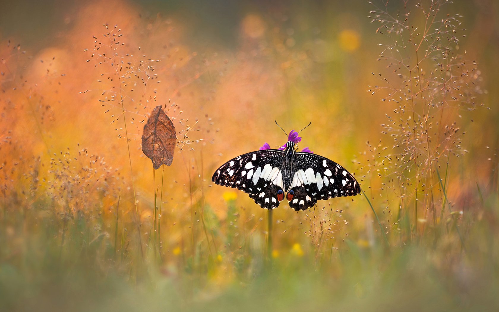 Обои макро, насекомое, бабочка, лист, боке, травинки, macro, insect, butterfly, sheet, bokeh, grass разрешение 2048x1358 Загрузить