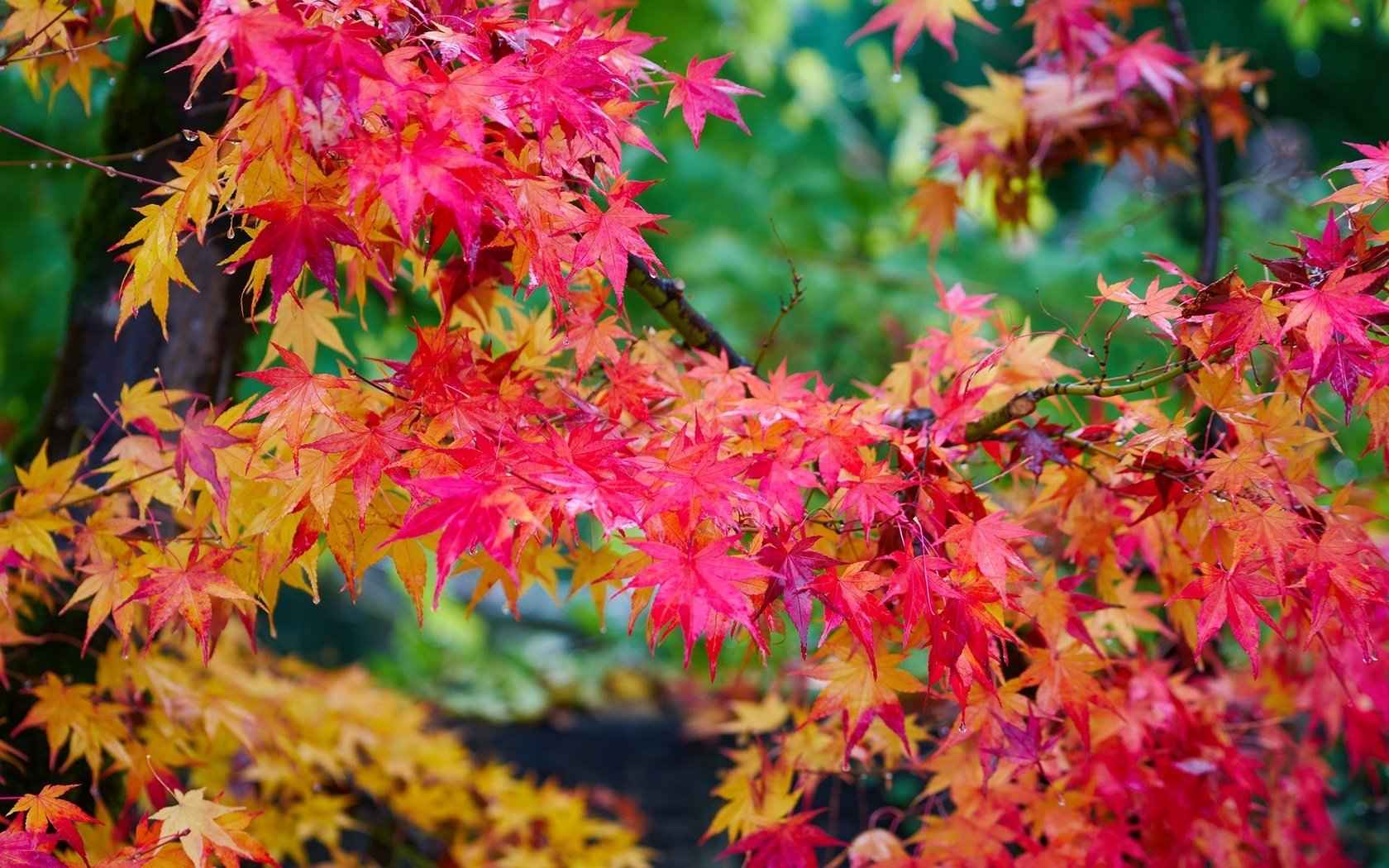 Обои дерево, листья, осень, клен, яркий, багряный, tree, leaves, autumn, maple, bright, scarlet разрешение 2000x1307 Загрузить