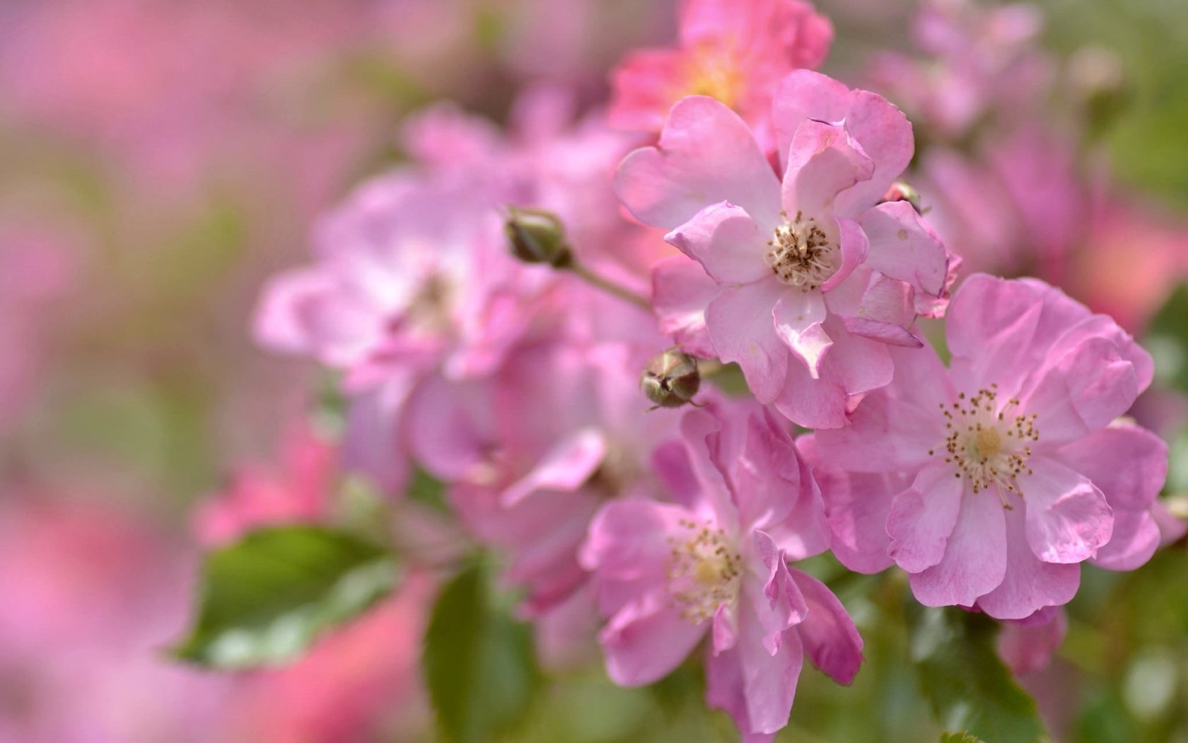 Обои макро, розы, розовый, macro, roses, pink разрешение 2048x1356 Загрузить