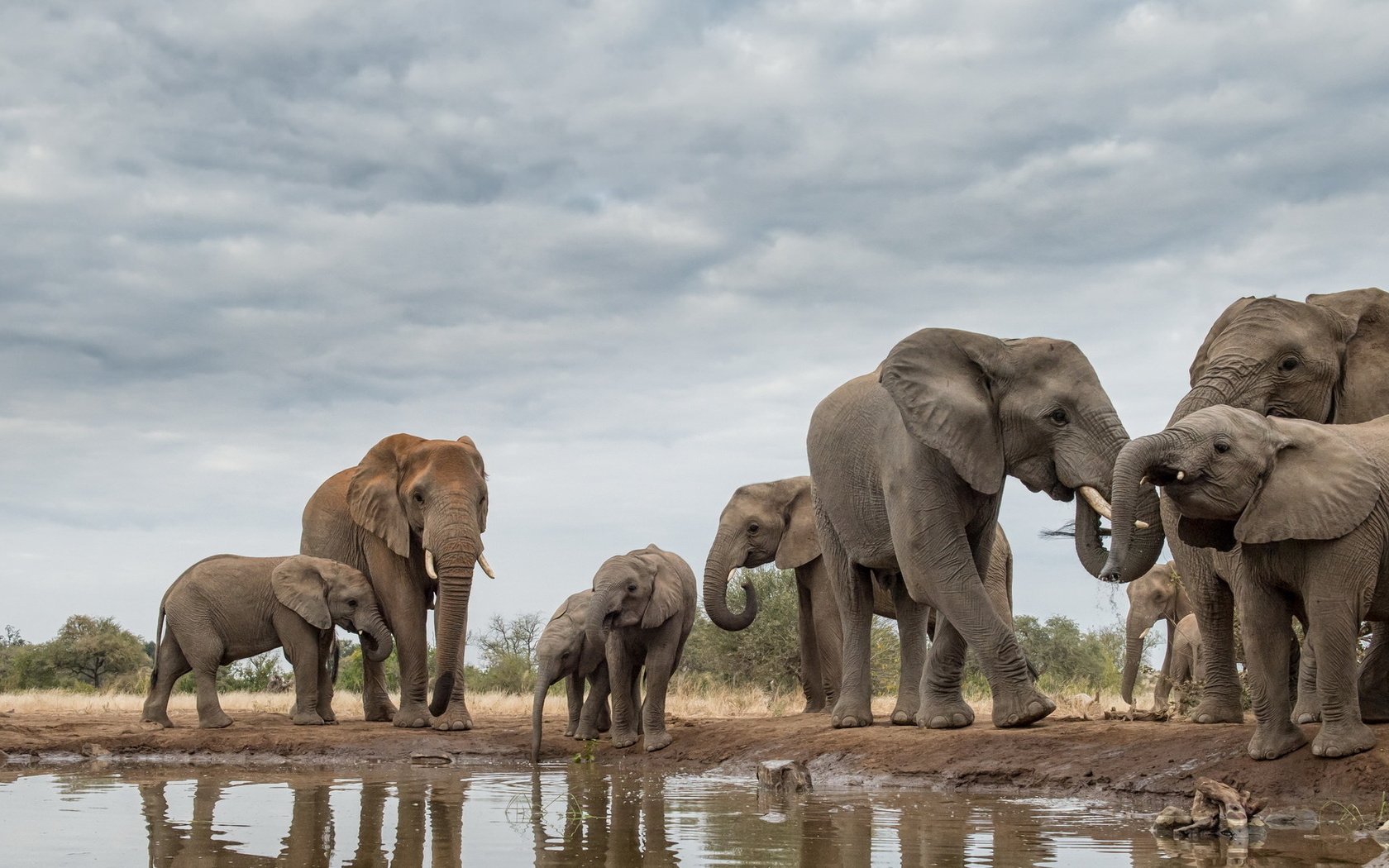 Обои природа, африка, слоны, хобот, бивни, nature, africa, elephants, trunk, tusks разрешение 1920x1112 Загрузить