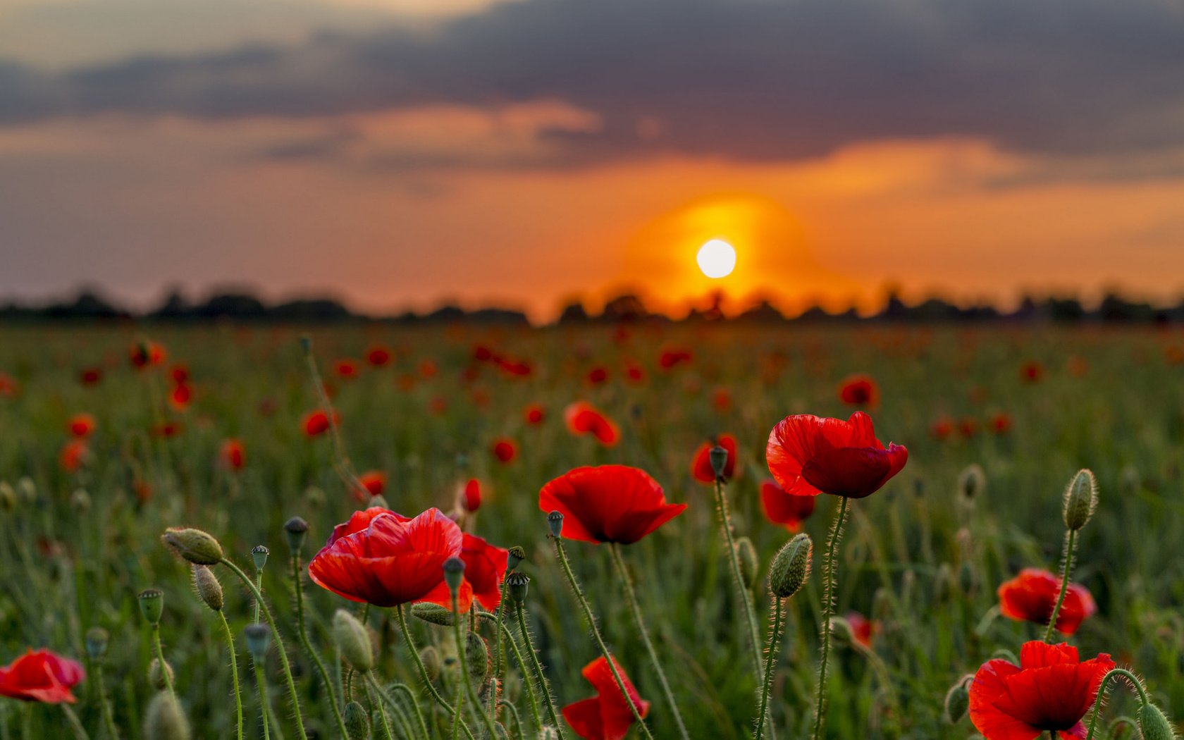 Обои цветы, природа, закат, маки, луг, боке, flowers, nature, sunset, maki, meadow, bokeh разрешение 2048x1365 Загрузить