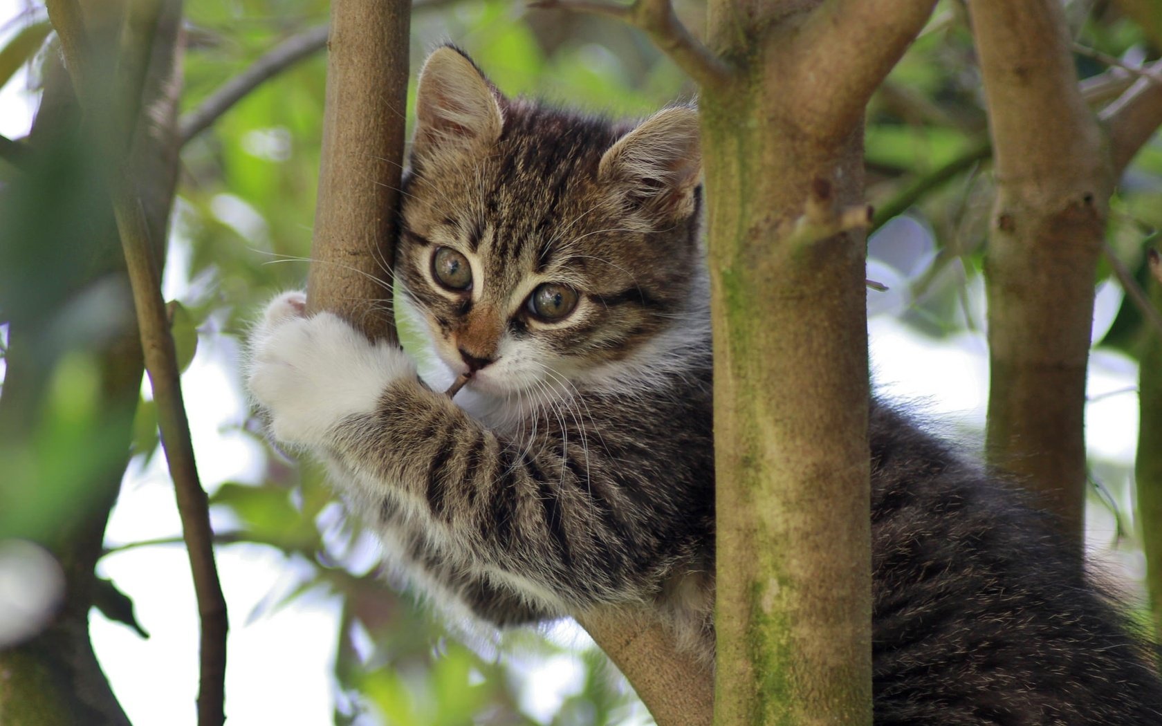 Обои ветки, кошка, котенок, на дереве, branches, cat, kitty, on the tree разрешение 2048x1365 Загрузить