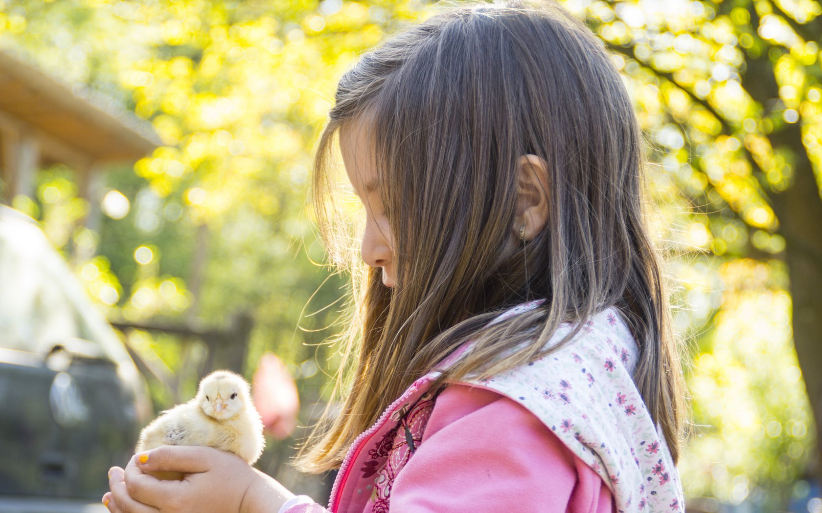 Обои девочка, ребенок, нежность, цыплёнок, girl, child, tenderness, chicken разрешение 2048x1365 Загрузить