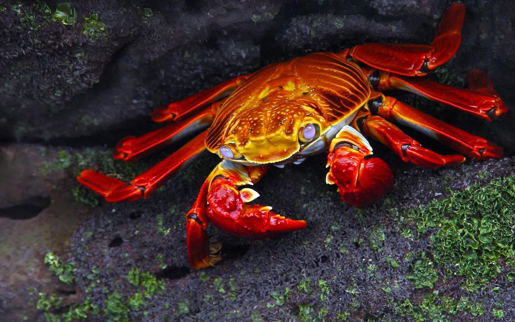 Обои камни, макро, темный фон, краб, клешни, stones, macro, the dark background, crab, claws разрешение 2000x1500 Загрузить