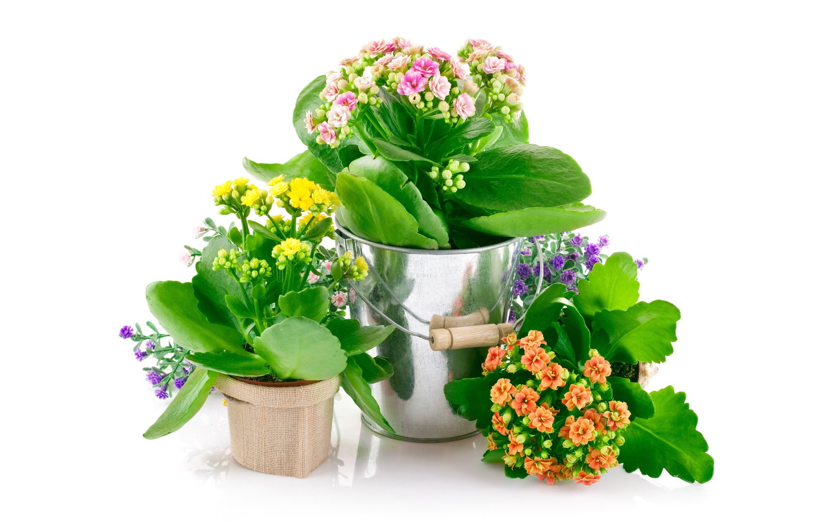 Обои цветы, спальня,  цветы, горшочки, pot flowers, комнатные, flowers, bedroom, pots, room разрешение 5583x3480 Загрузить