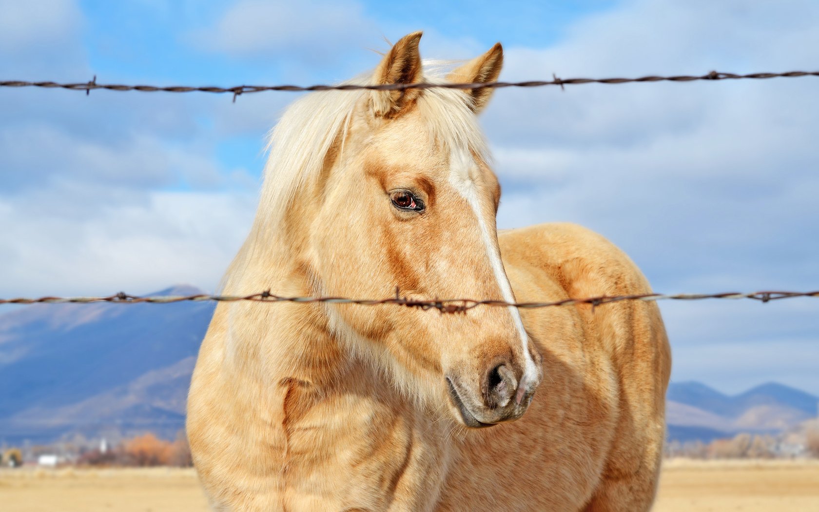 Обои небо, лошадь, облака, конь, колючая проволока, the sky, horse, clouds, barbed wire разрешение 2880x1800 Загрузить