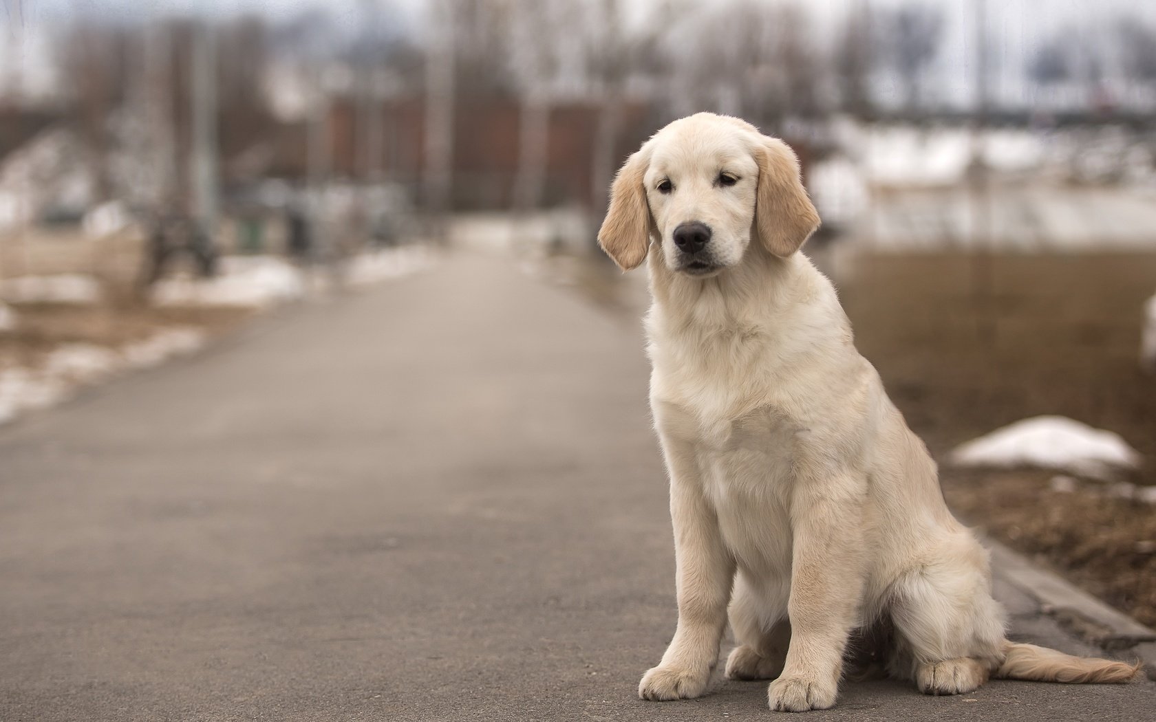 Обои собака, пес, золотистый ретривер, dog, golden retriever разрешение 3600x2375 Загрузить