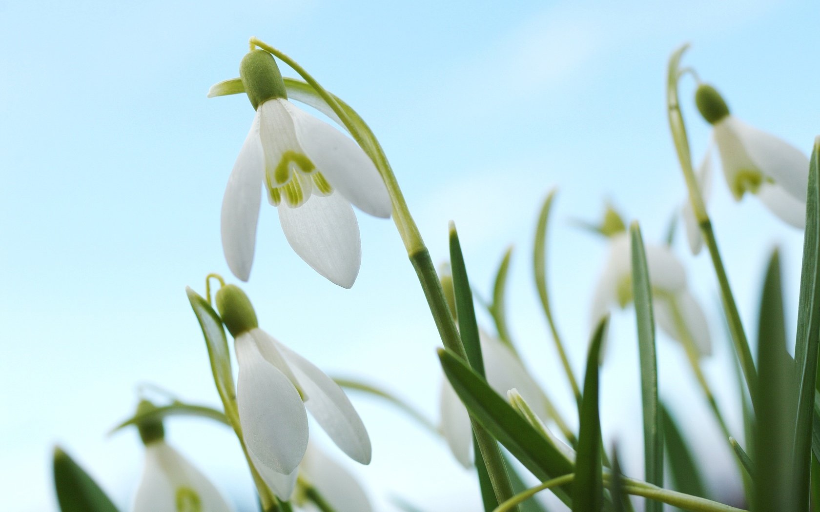 Обои цветы, макро, весна, белые, подснежники, flowers, macro, spring, white, snowdrops разрешение 3008x2000 Загрузить