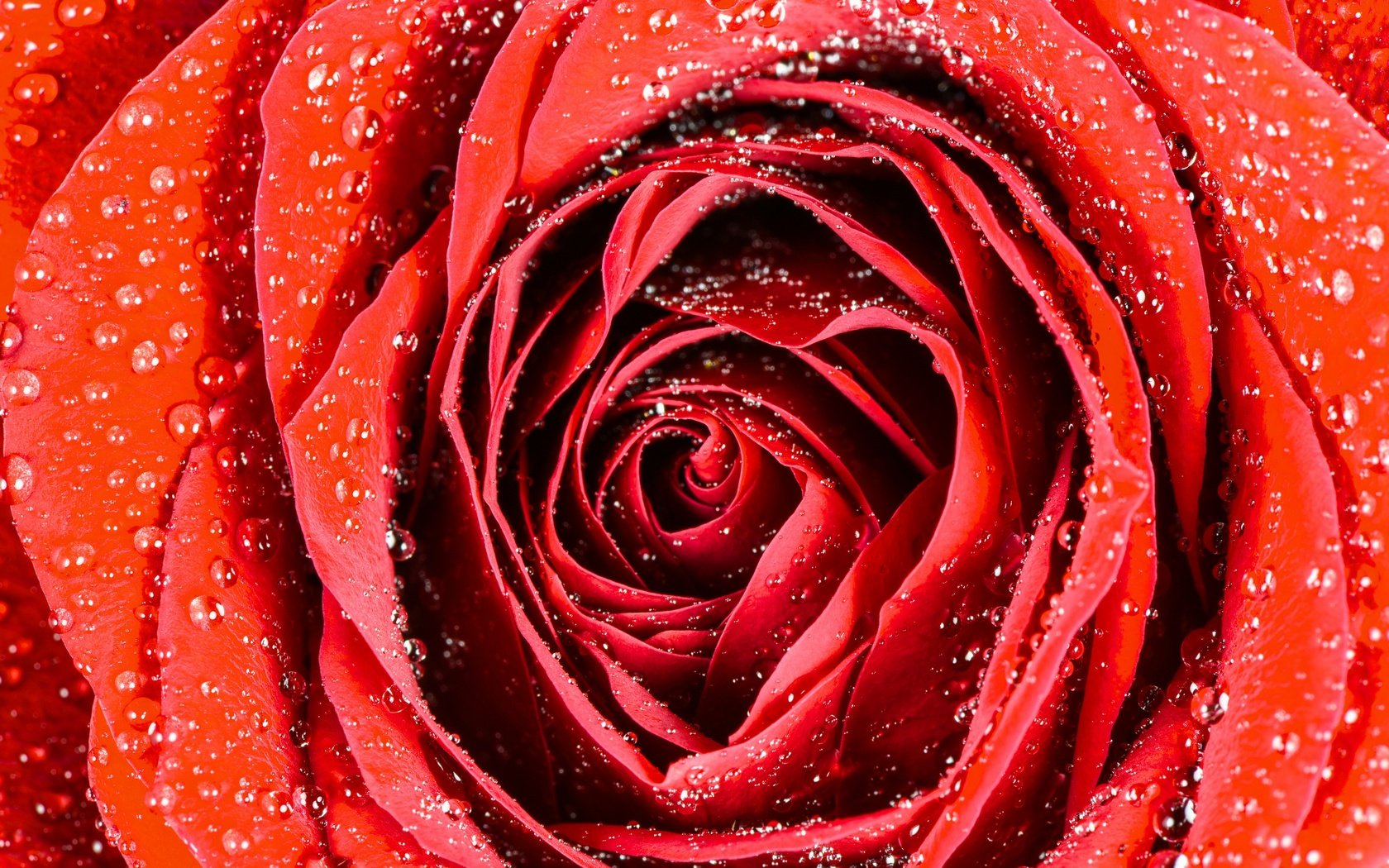 Обои макро, капли, роза, бутон, macro, drops, rose, bud разрешение 2880x1923 Загрузить