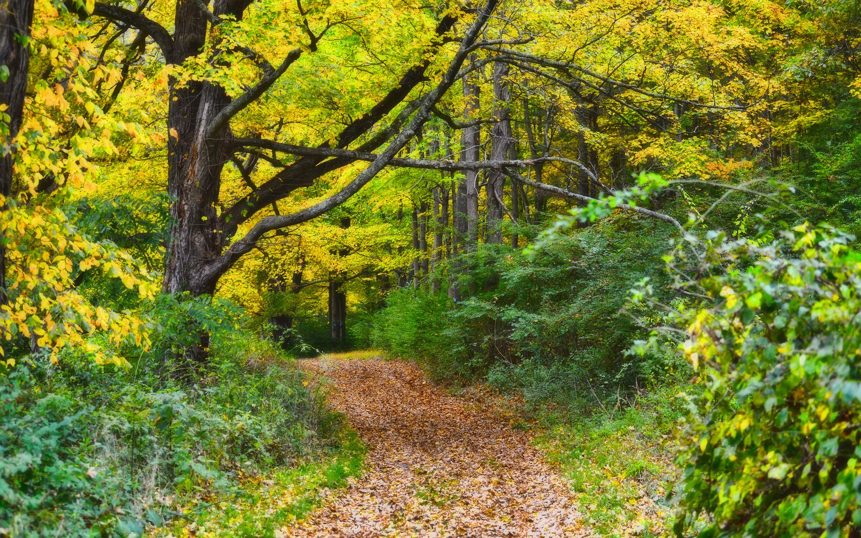 Обои природа, лес, осень, тропинка, nature, forest, autumn, path разрешение 2880x1800 Загрузить