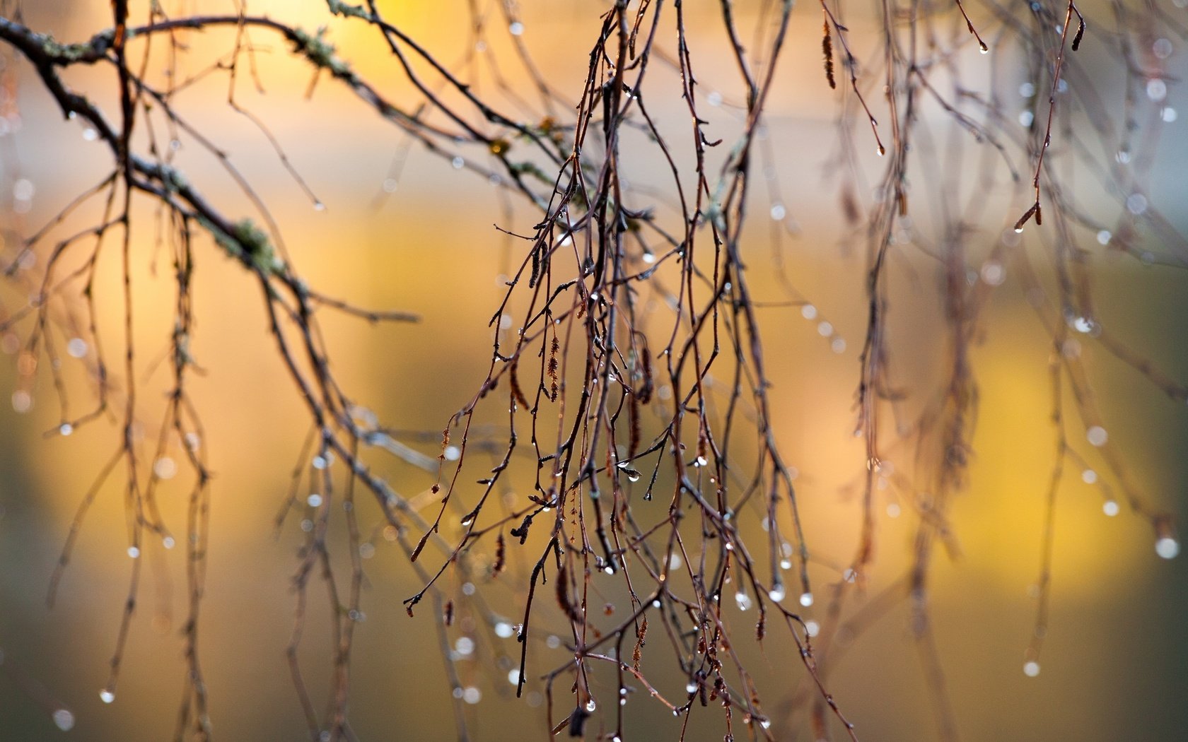 Обои макро, ветки, капли, осень, дождь, солнечный свет, ветками, macro, branches, drops, autumn, rain, sunlight разрешение 2048x1365 Загрузить