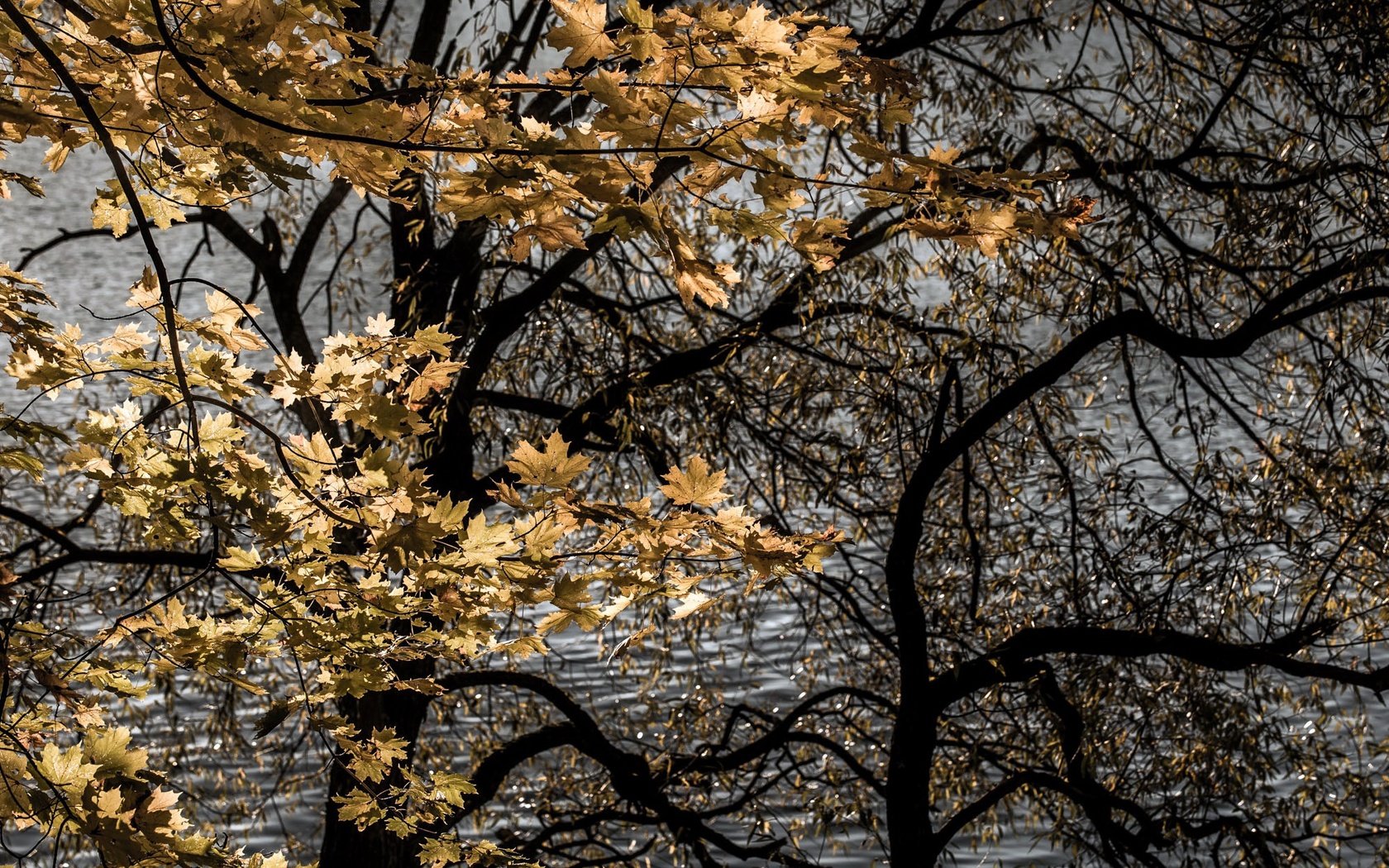 Обои деревья, листья, осень, trees, leaves, autumn разрешение 2000x1333 Загрузить