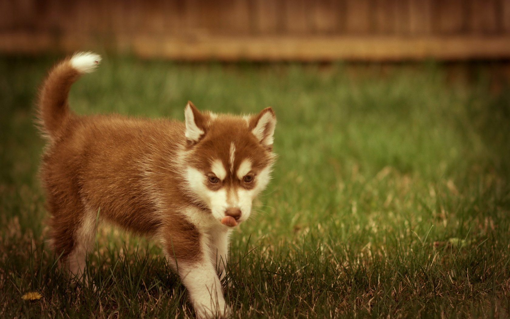 Обои лето, собака, щенок, хаска, газон, summer, dog, puppy, husky, lawn разрешение 2560x1600 Загрузить