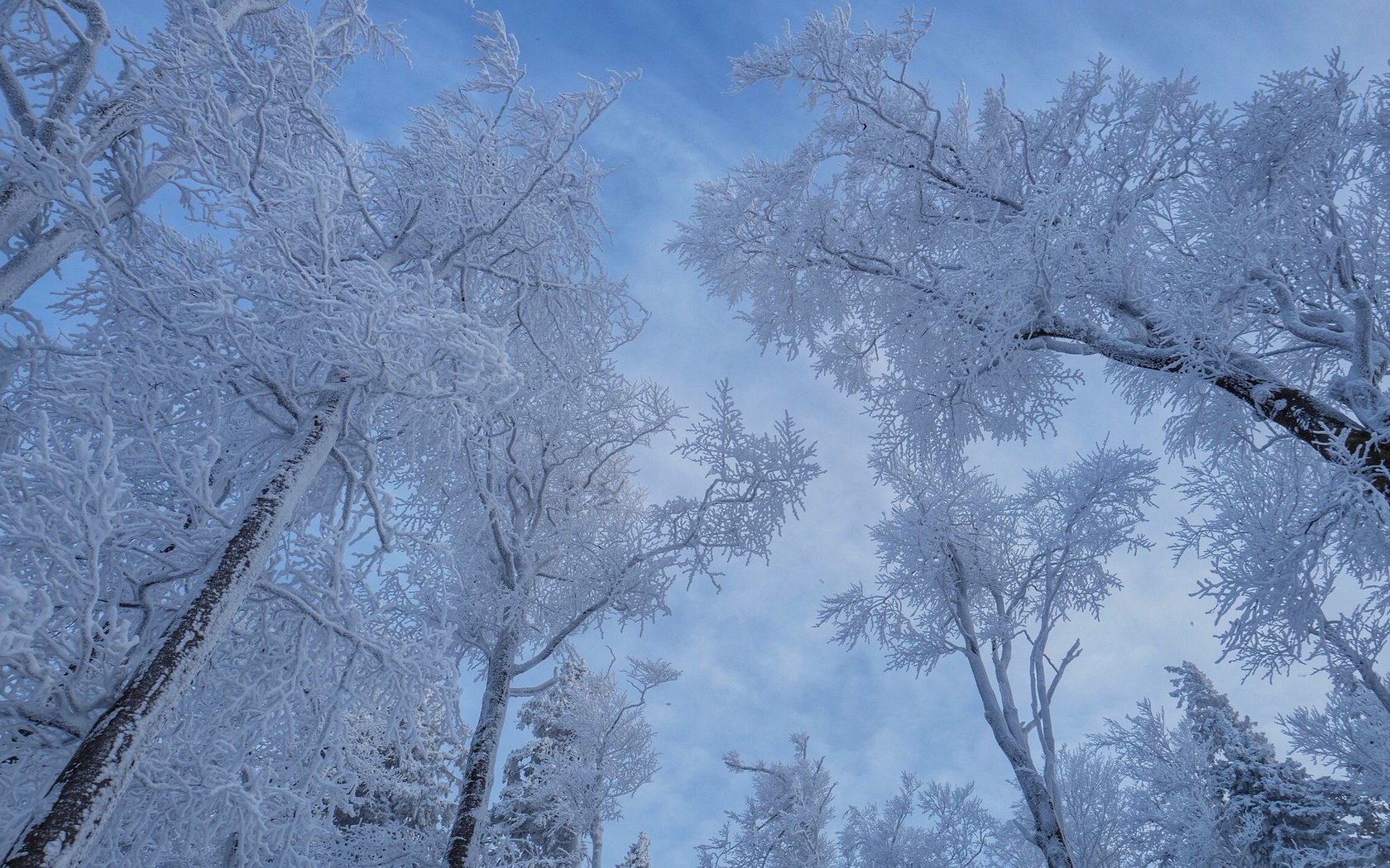 Обои небо, деревья, снег, зима, the sky, trees, snow, winter разрешение 2031x1350 Загрузить