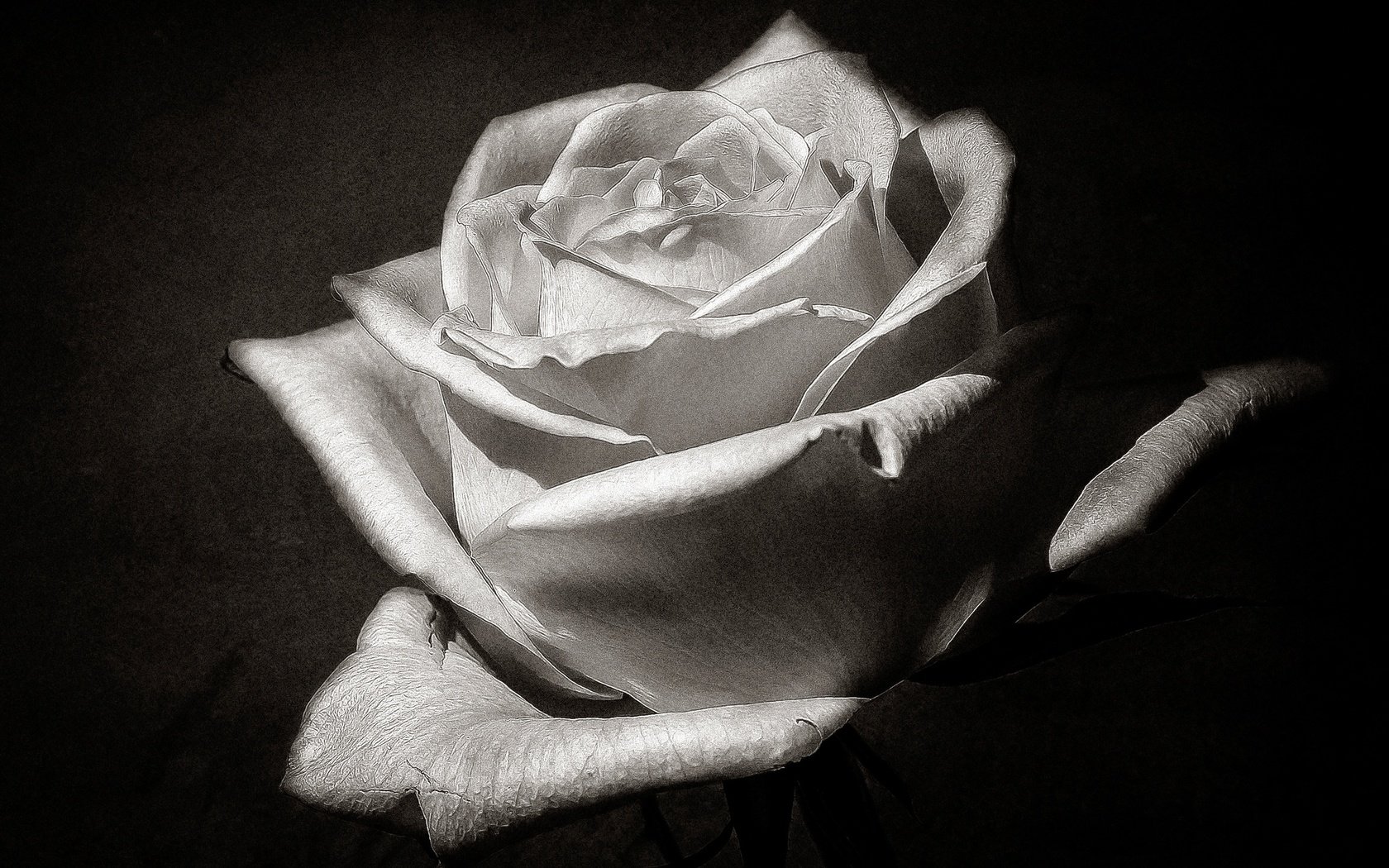 Обои макро, цветок, роза, лепестки, чёрно-белое, бутон, macro, flower, rose, petals, black and white, bud разрешение 2560x1633 Загрузить